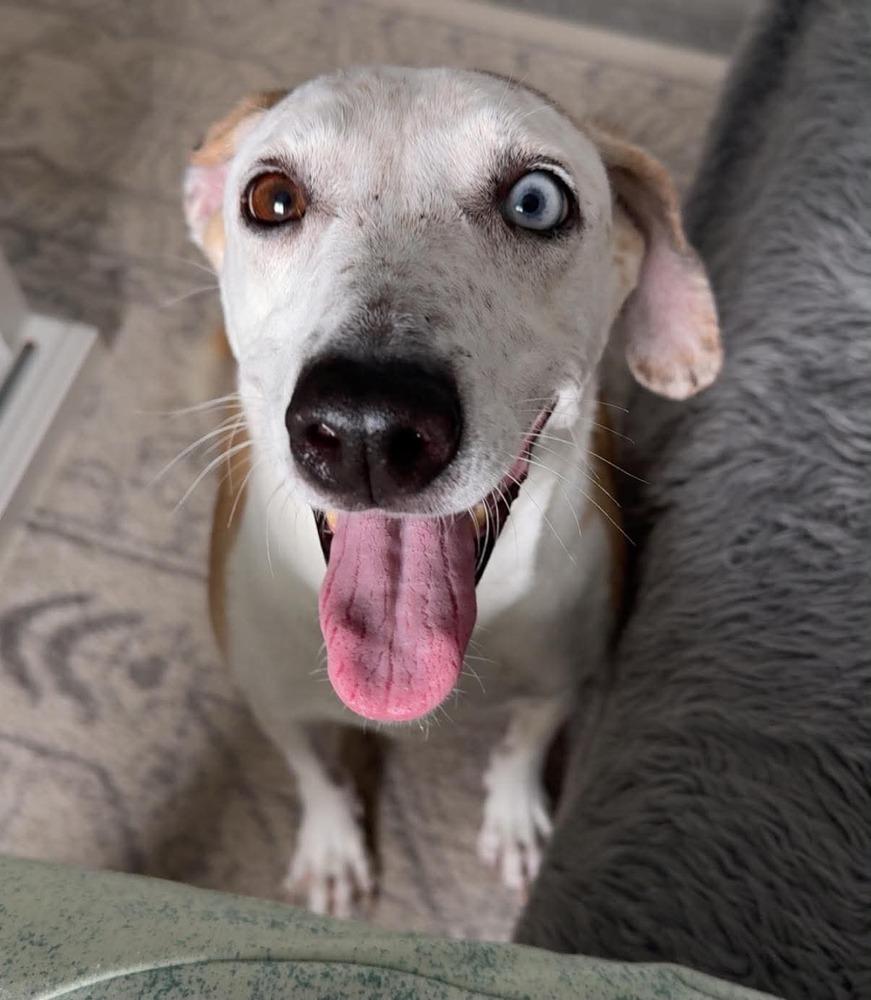 Pickles, a Adoptable mixed breed in Rapid City, SD image 3/6