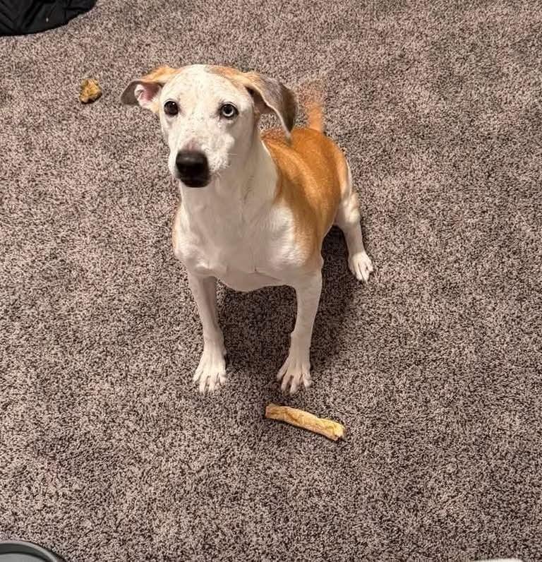 Pickles, a Adoptable mixed breed in Rapid City, SD image 4/6
