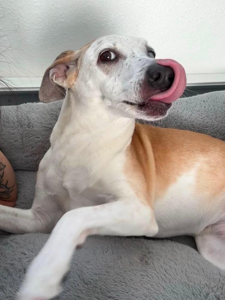 Pickles, a Adoptable mixed breed in Rapid City, SD image 5/6