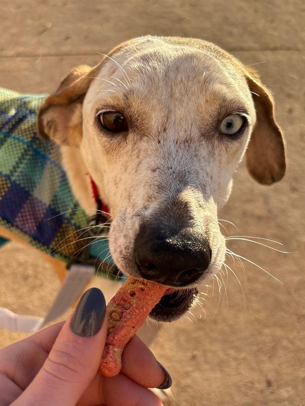 Pickles, a Adoptable mixed breed in Rapid City, SD image 6/6