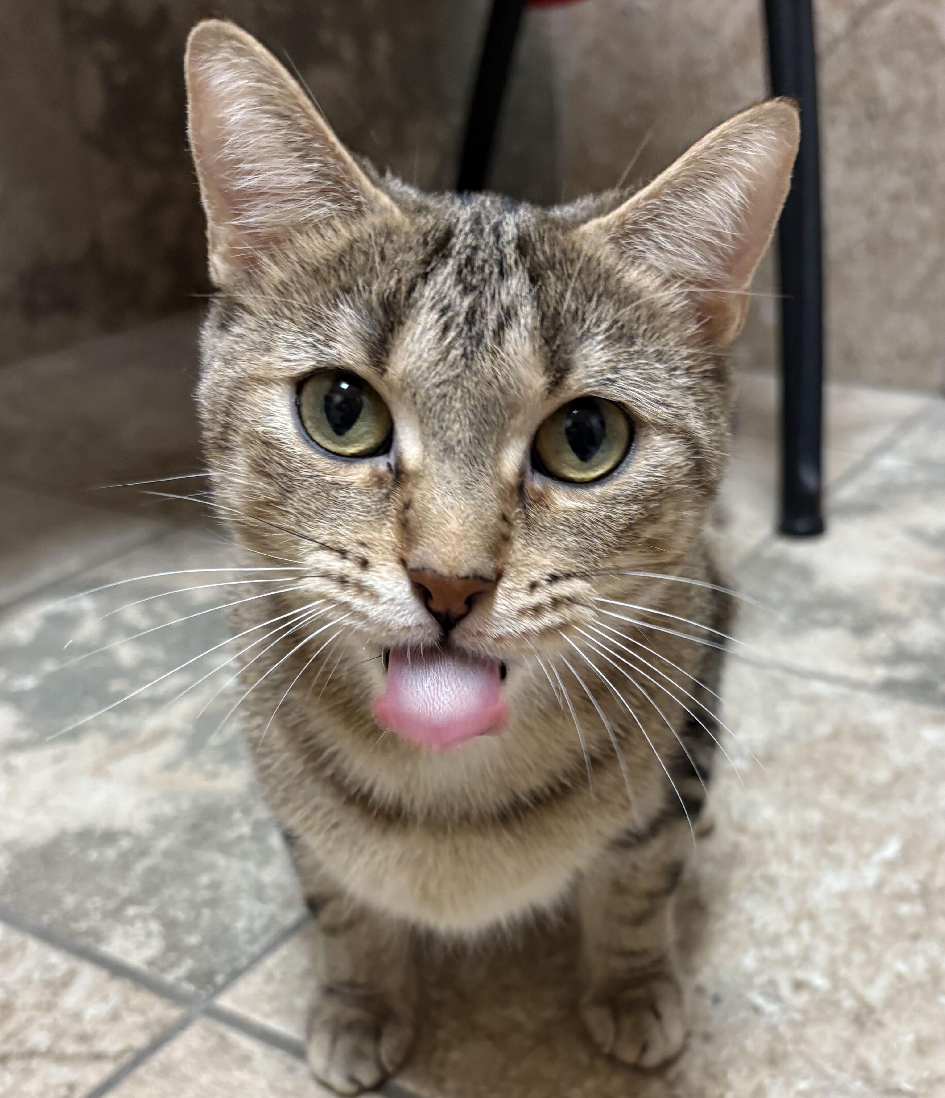 Enlarge Matilda - Reduced Fee, a Adoptable Domestic Short Hair in Jefferson, WI image 2/2