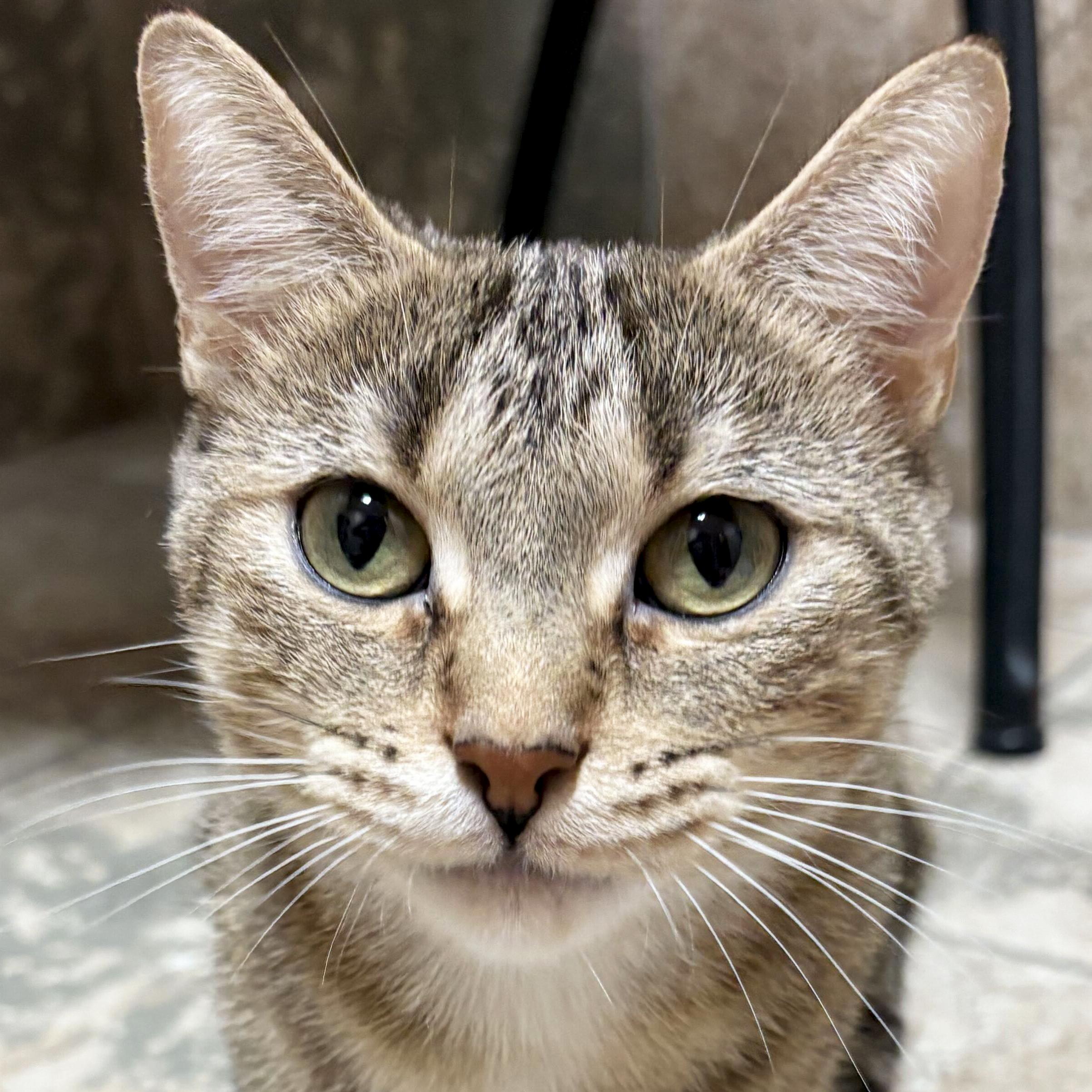 Matilda - Reduced Fee, Adoptable, Adult Female Domestic Short Hair.