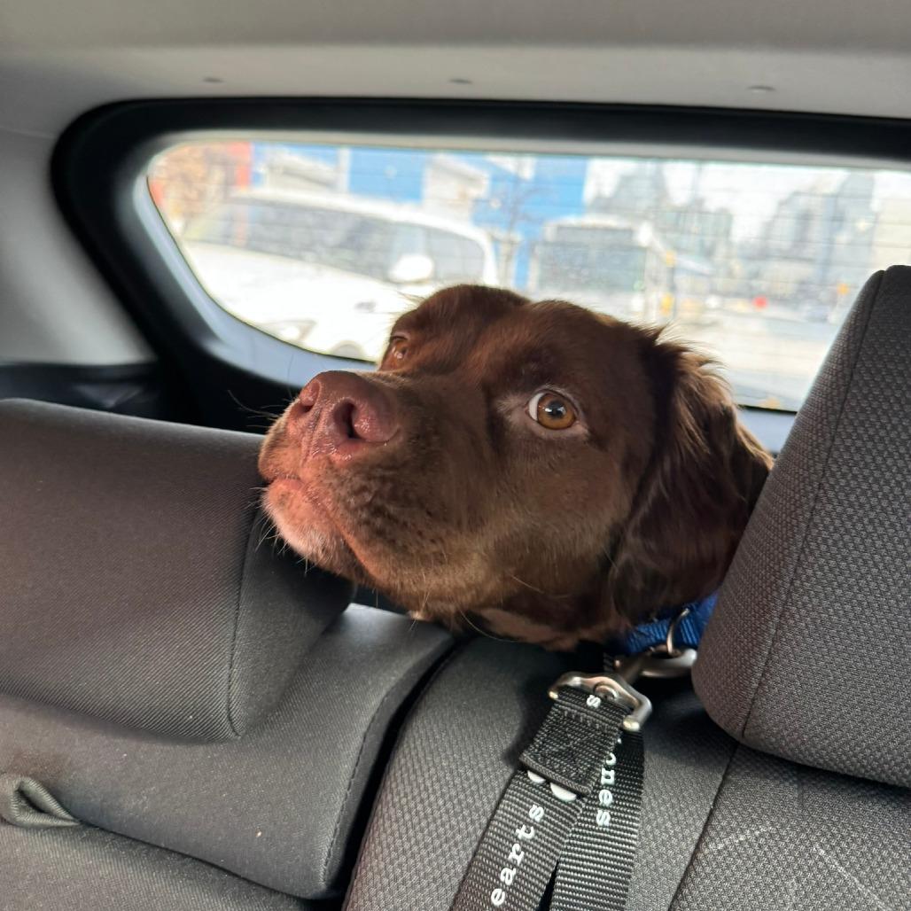 Kim Shui, Adoptable, Adult Female Labrador Retriever.