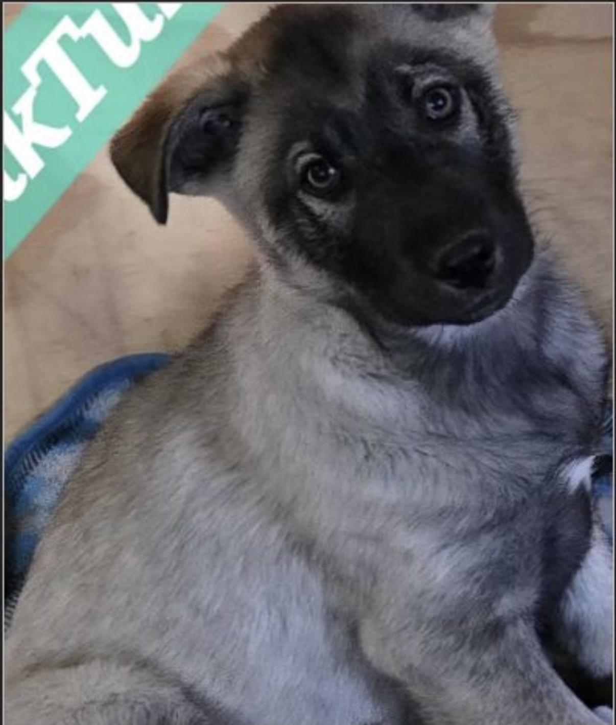 Enlarge Tuk Tuk, an adoptable German Shepherd Dog in Rome, GA image 1/1