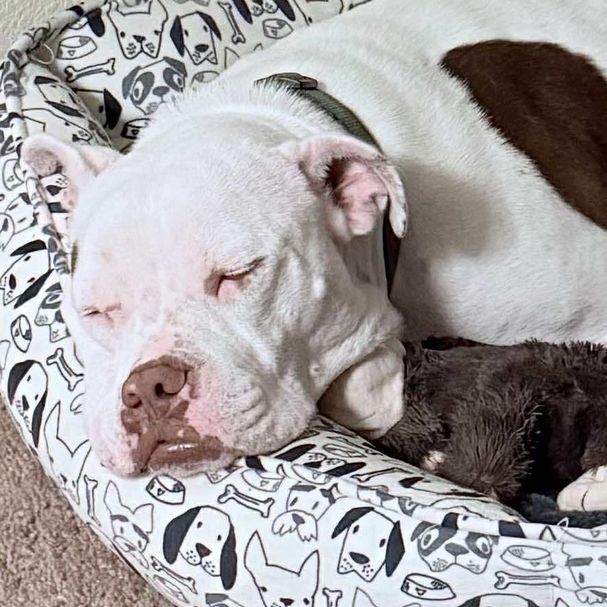 Chido — thumbnail 3