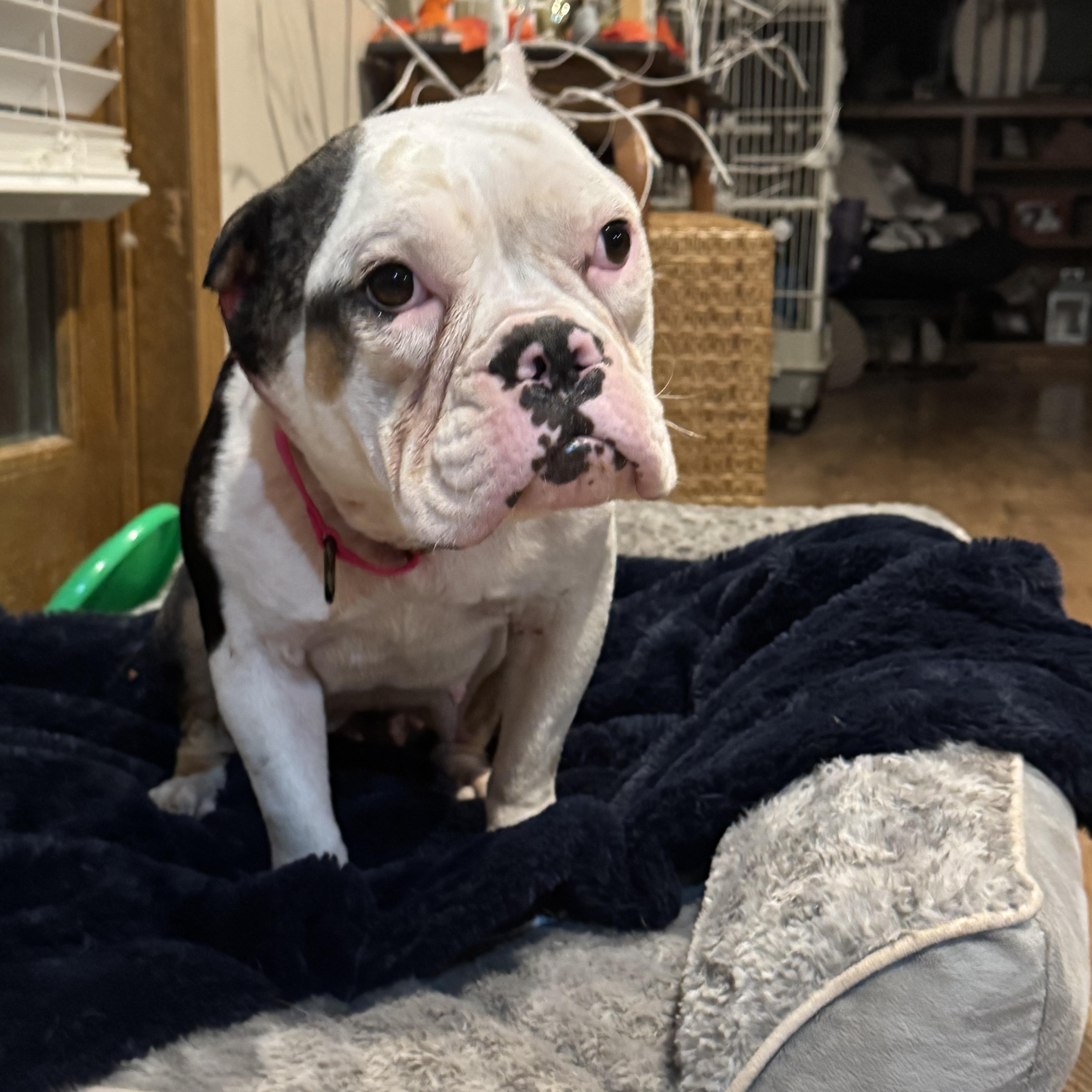 Petunia , ADOPTABLE, Adult Female Bulldog & Pit Bull Terrier.