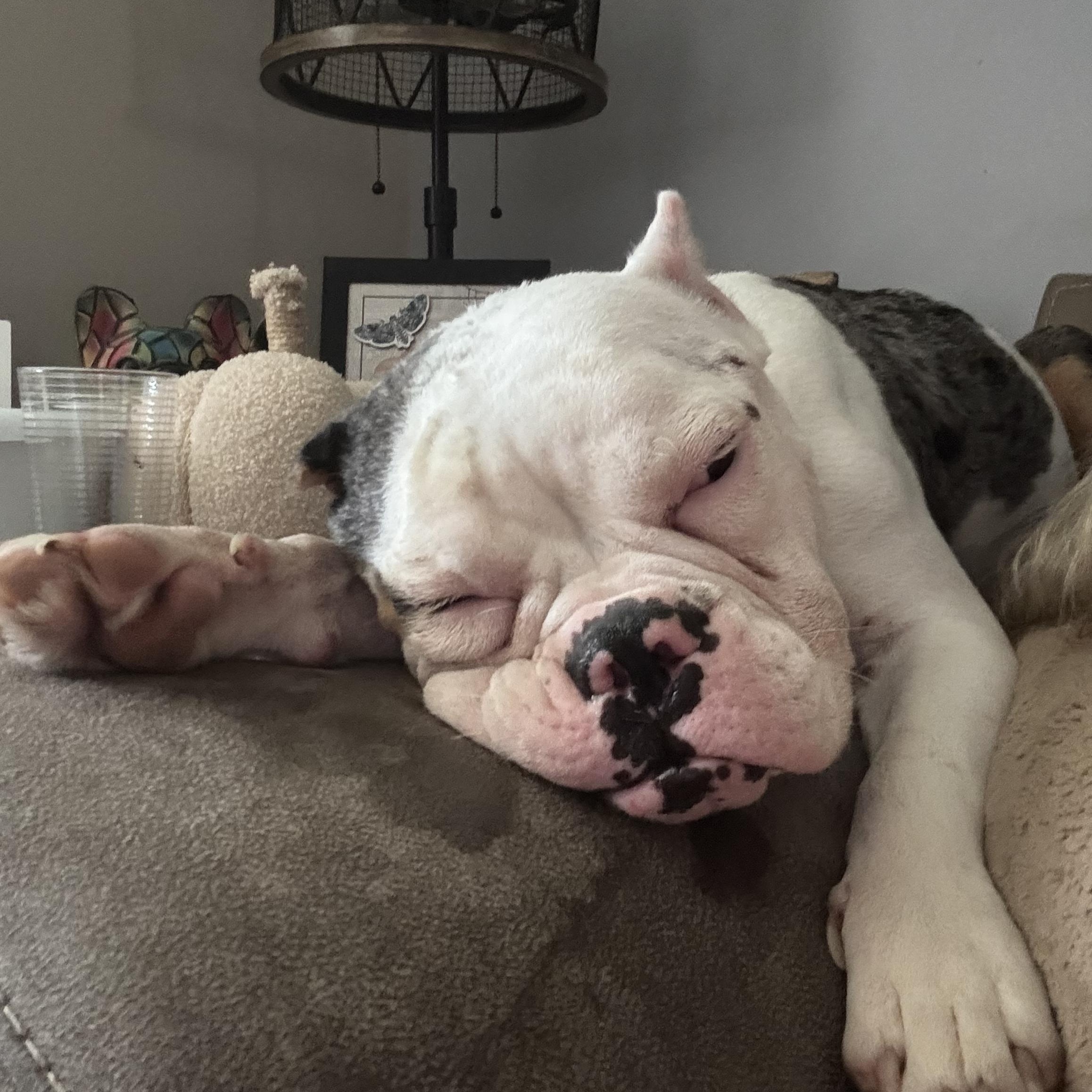 Enlarge Petunia , a ADOPTABLE mixed breed in North Freedom, WI image 2/4