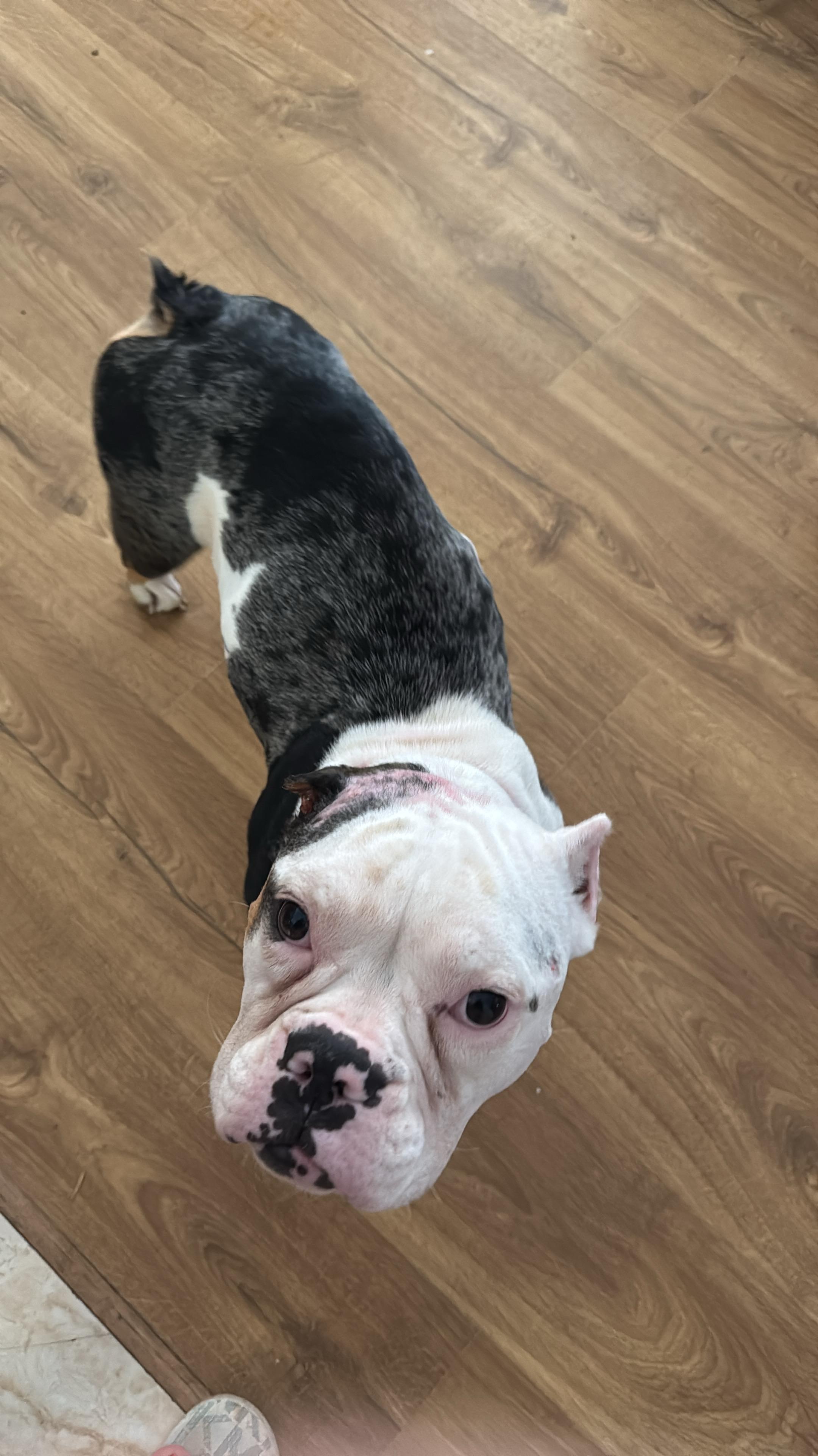 Enlarge Petunia , a ADOPTABLE mixed breed in North Freedom, WI image 3/4