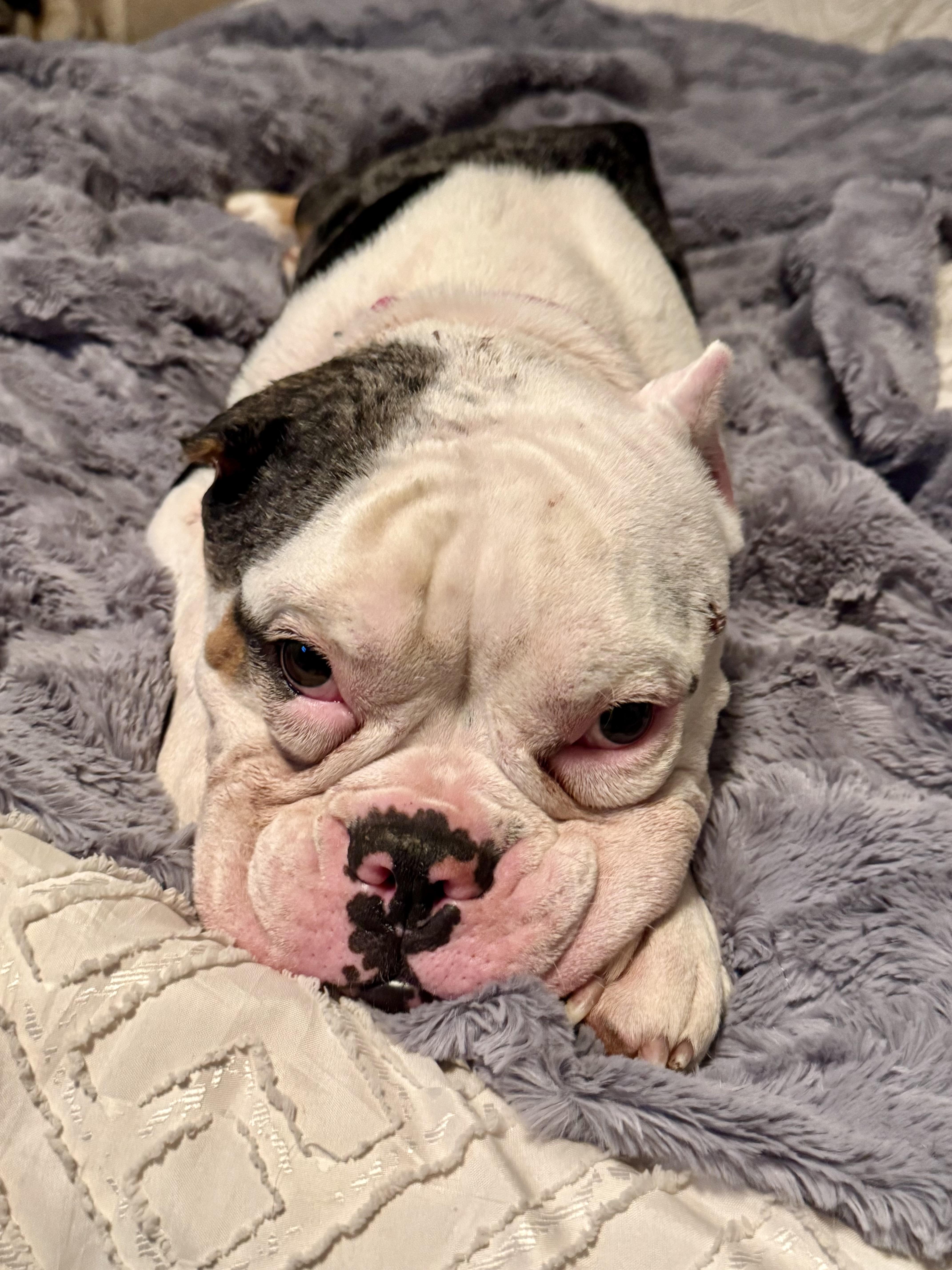 Enlarge Petunia , a ADOPTABLE mixed breed in North Freedom, WI image 4/4