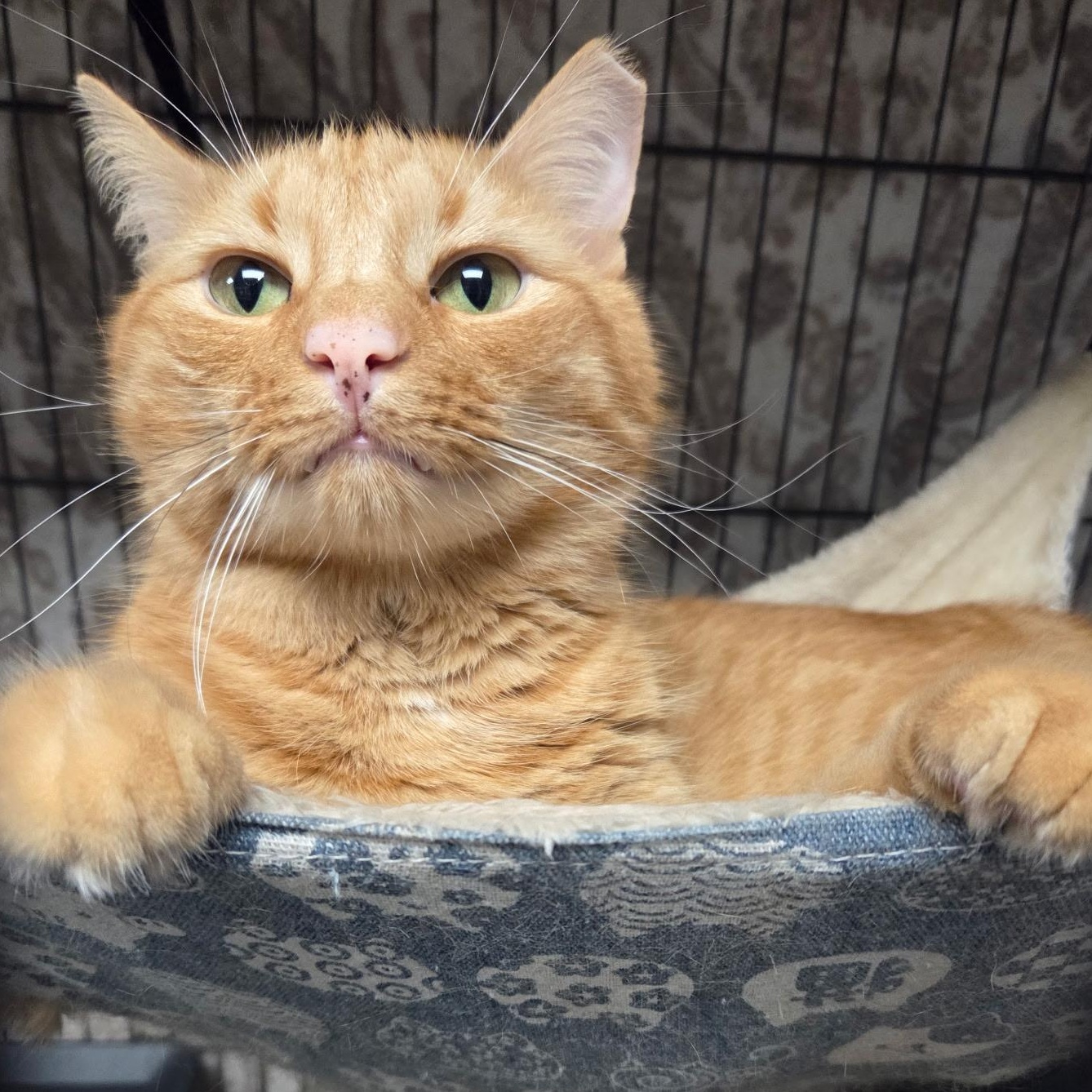 Enlarge Cypress, a Adoptable Domestic Short Hair in Warwick, RI image 3/4