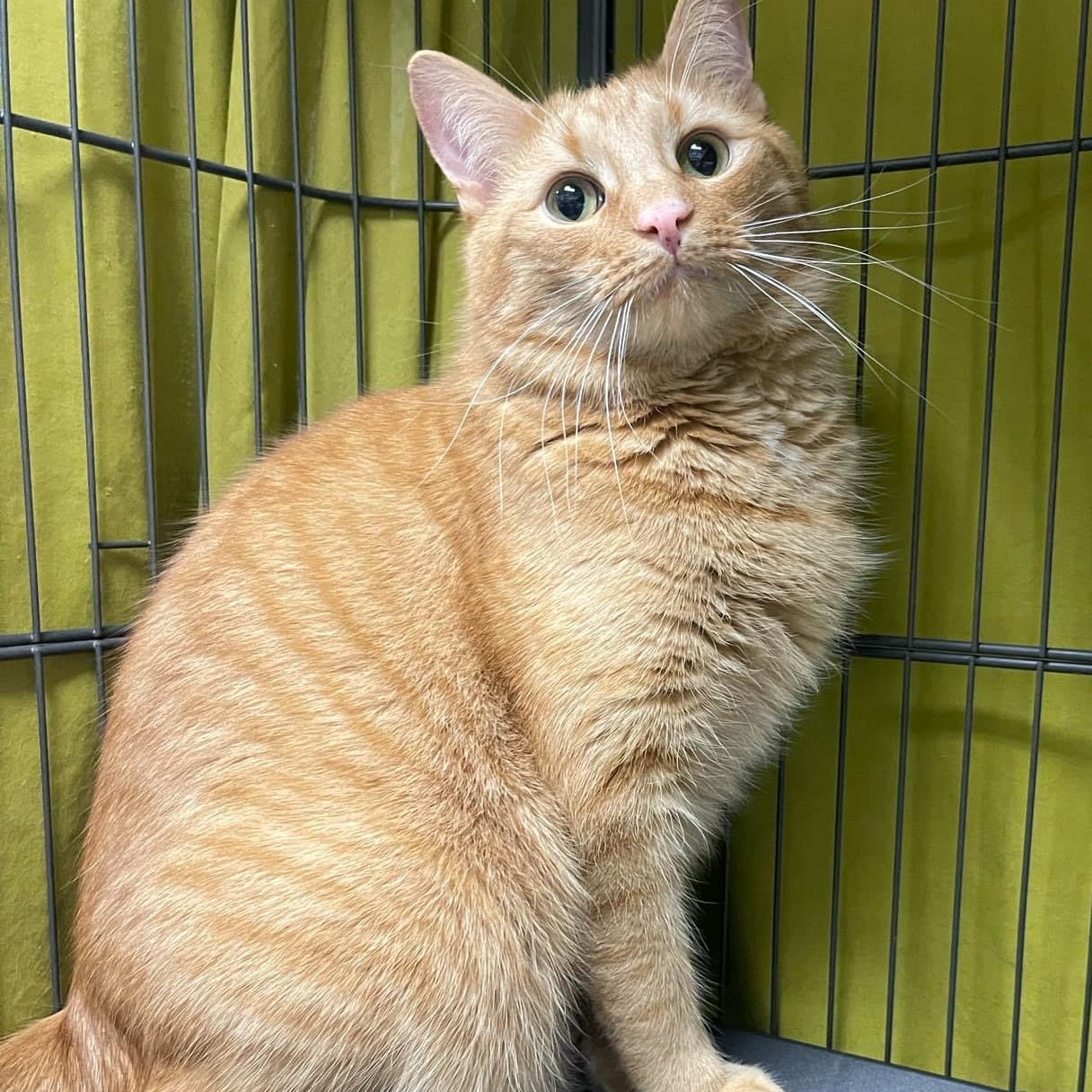 Enlarge Cypress, a Adoptable Domestic Short Hair in Warwick, RI image 2/4