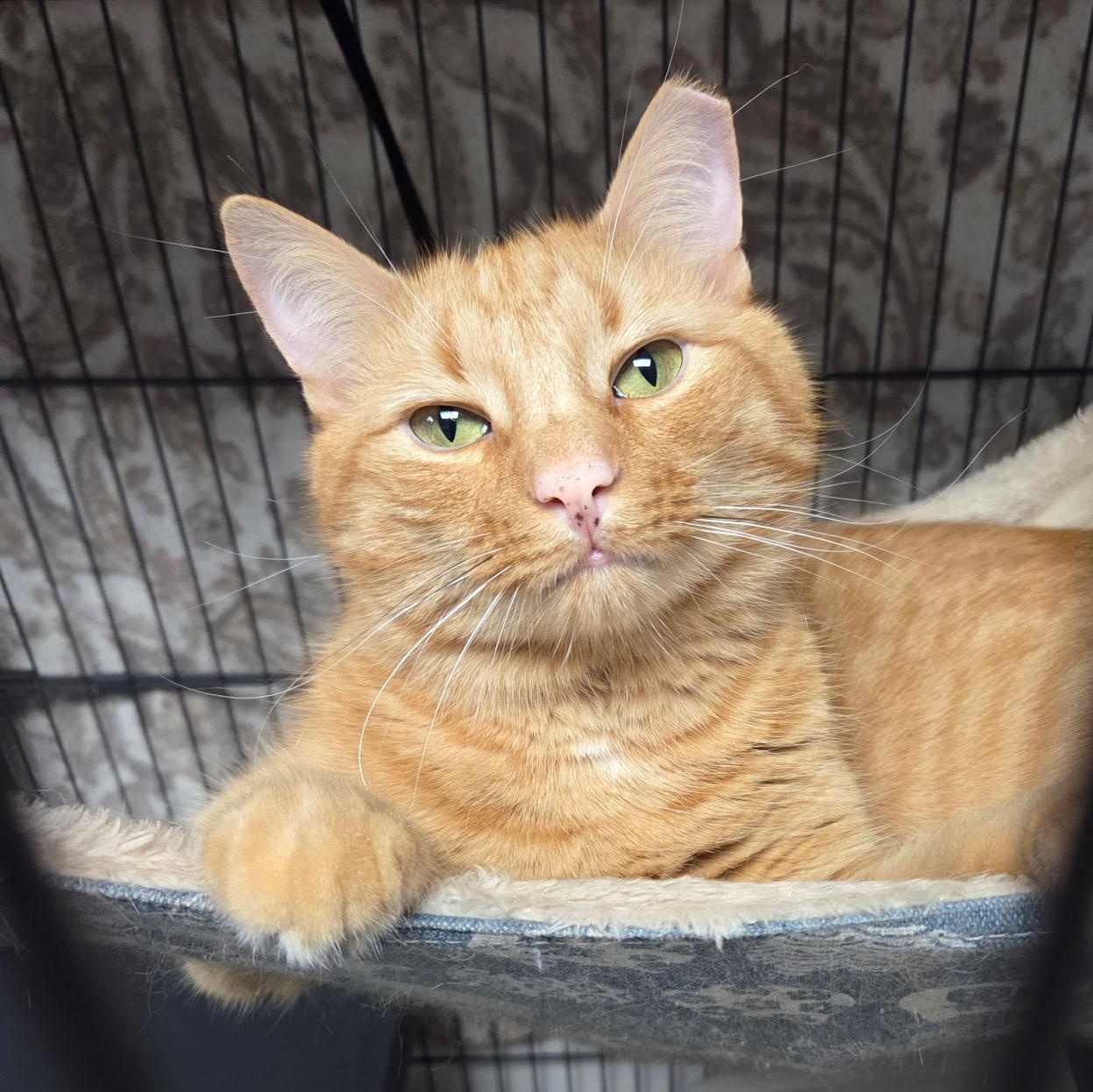 Cypress, Adoptable, Adult Male Domestic Short Hair.