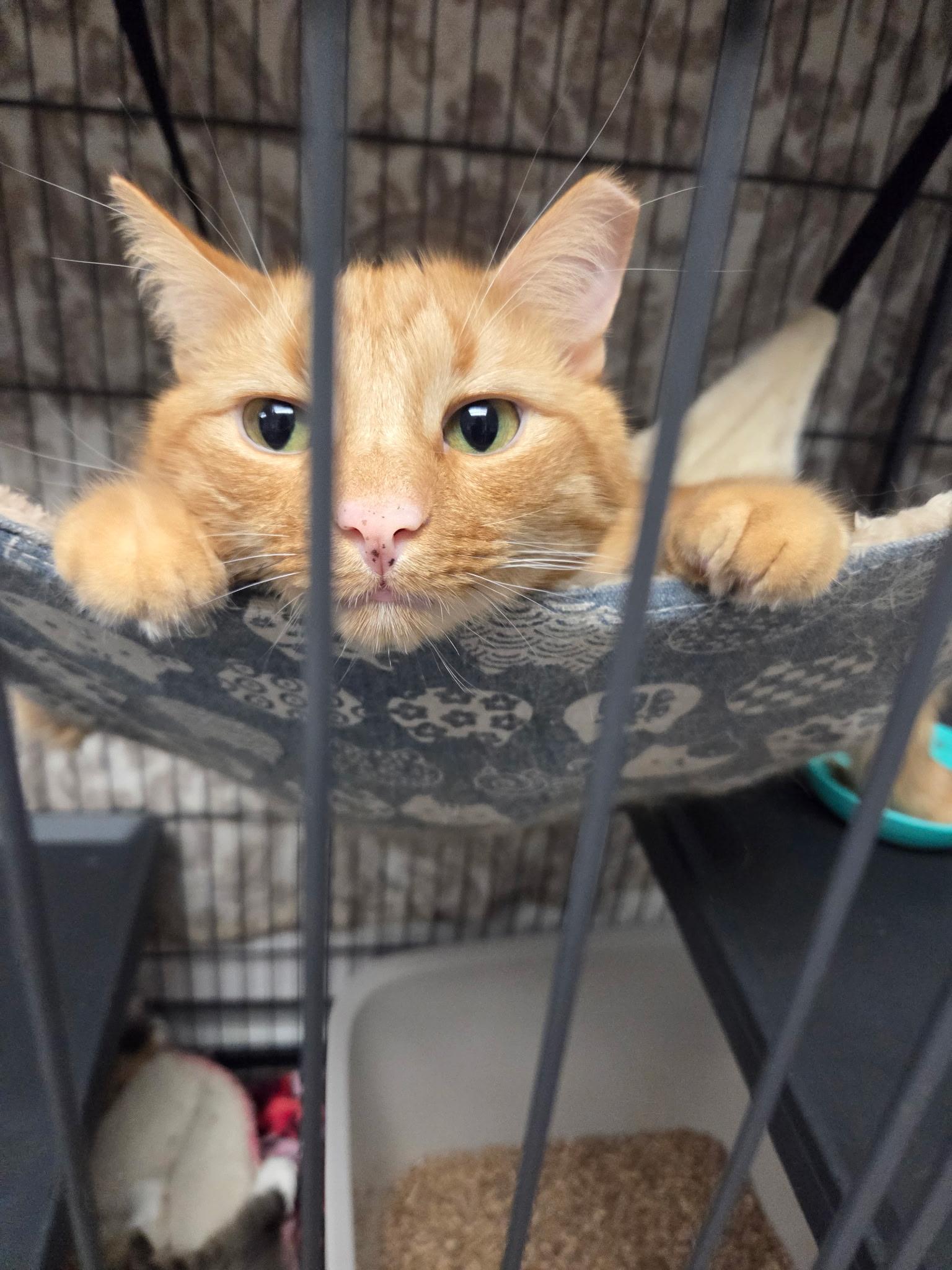 Enlarge Cypress, a Adoptable Domestic Short Hair in Warwick, RI image 4/4