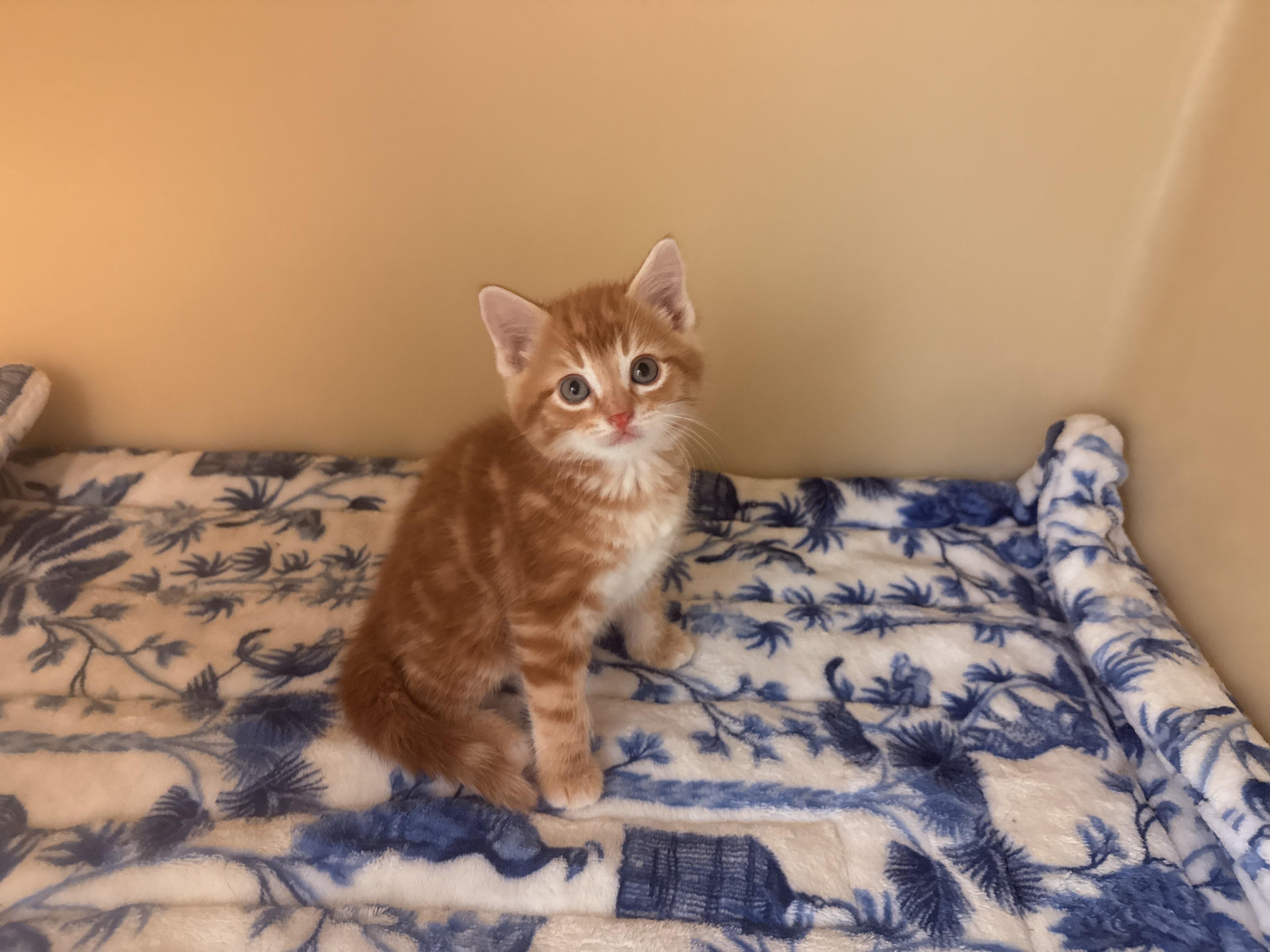Chicken Coop Litter, an adoptable Domestic Short Hair in Hays, KS image 5/6