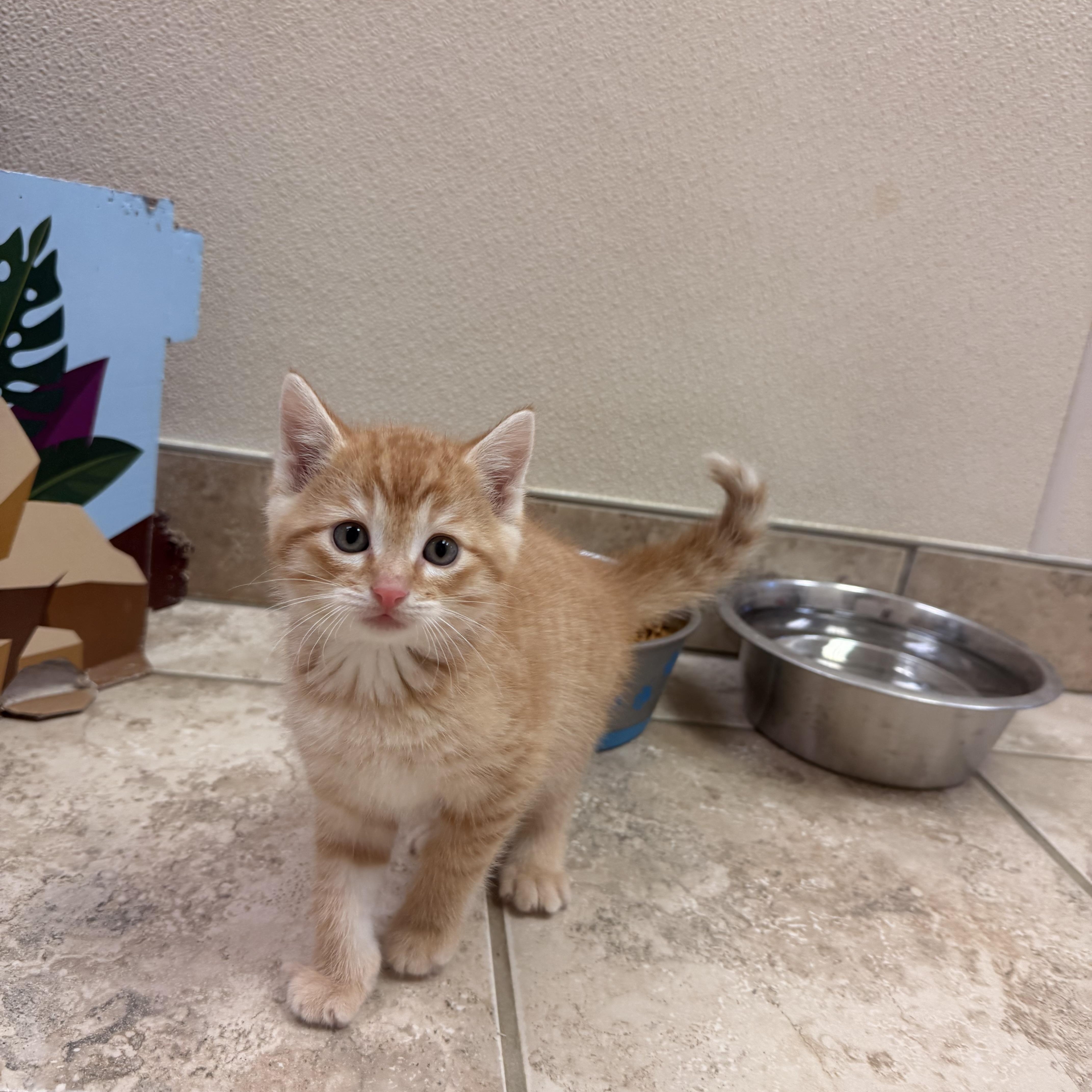 Chicken Coop Litter, an adoptable Domestic Short Hair in Hays, KS image 1/6