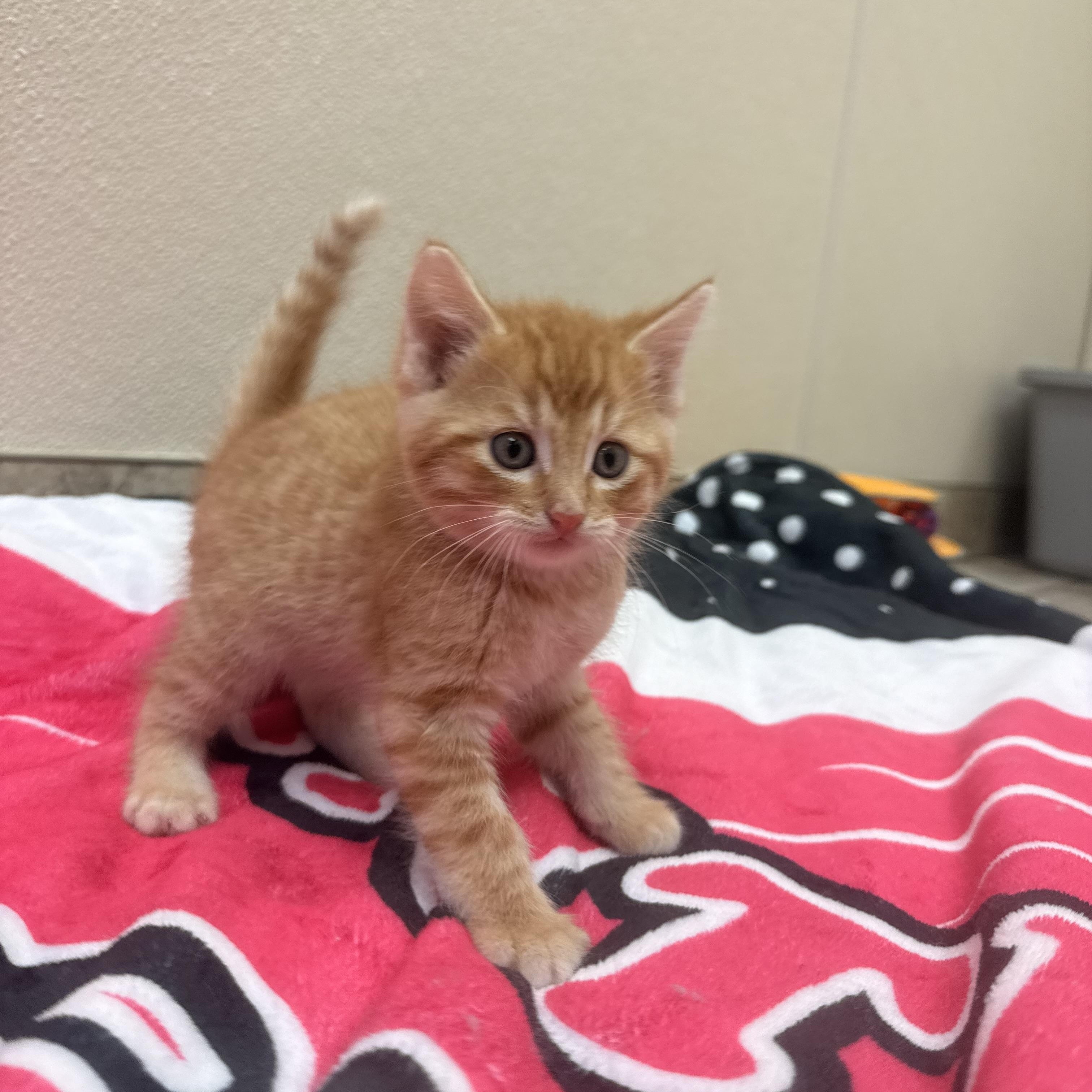 Chicken Coop Litter, an adoptable Domestic Short Hair in Hays, KS image 6/6