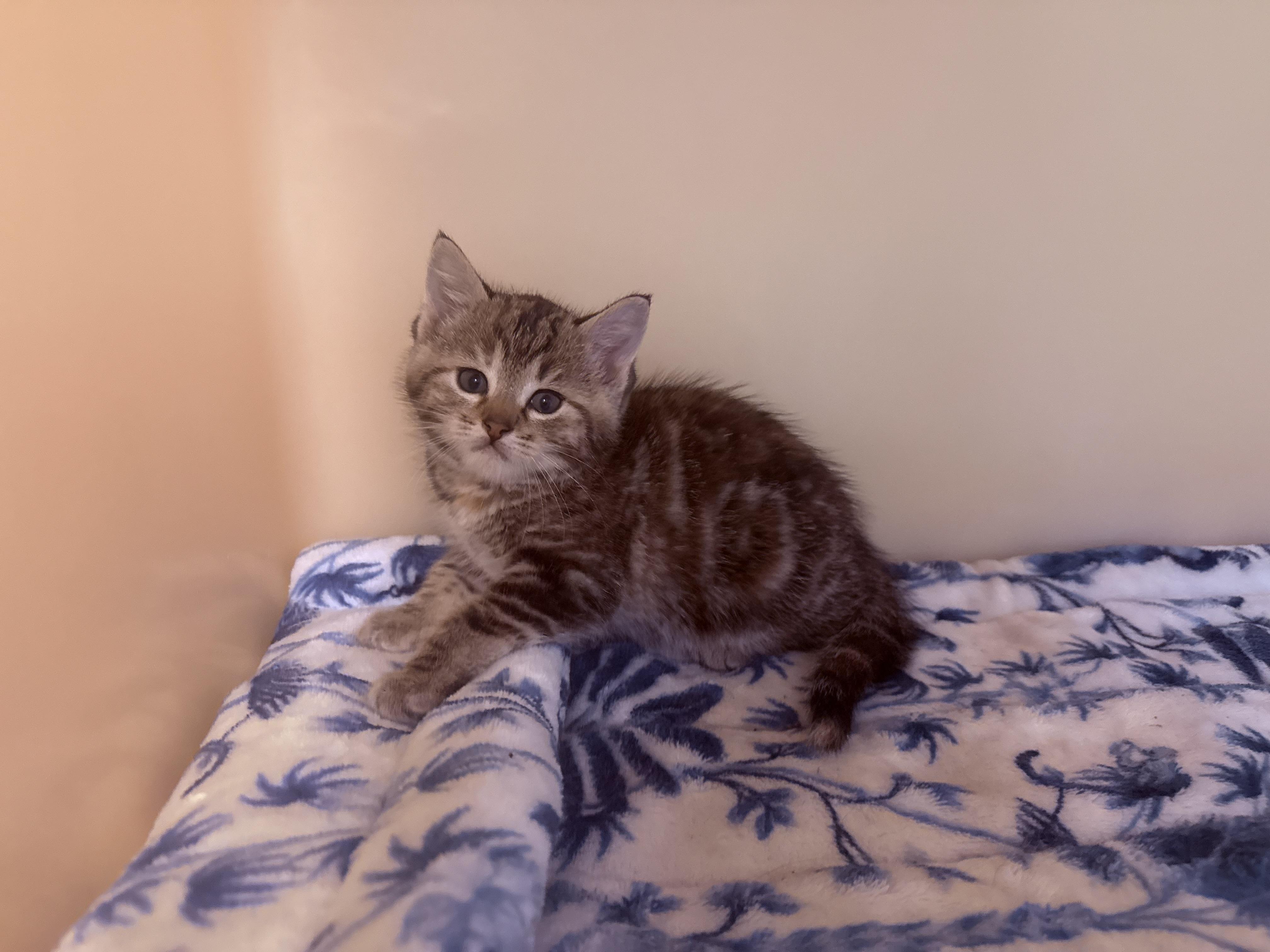 Chicken Coop Litter, an adoptable Domestic Short Hair in Hays, KS image 3/6