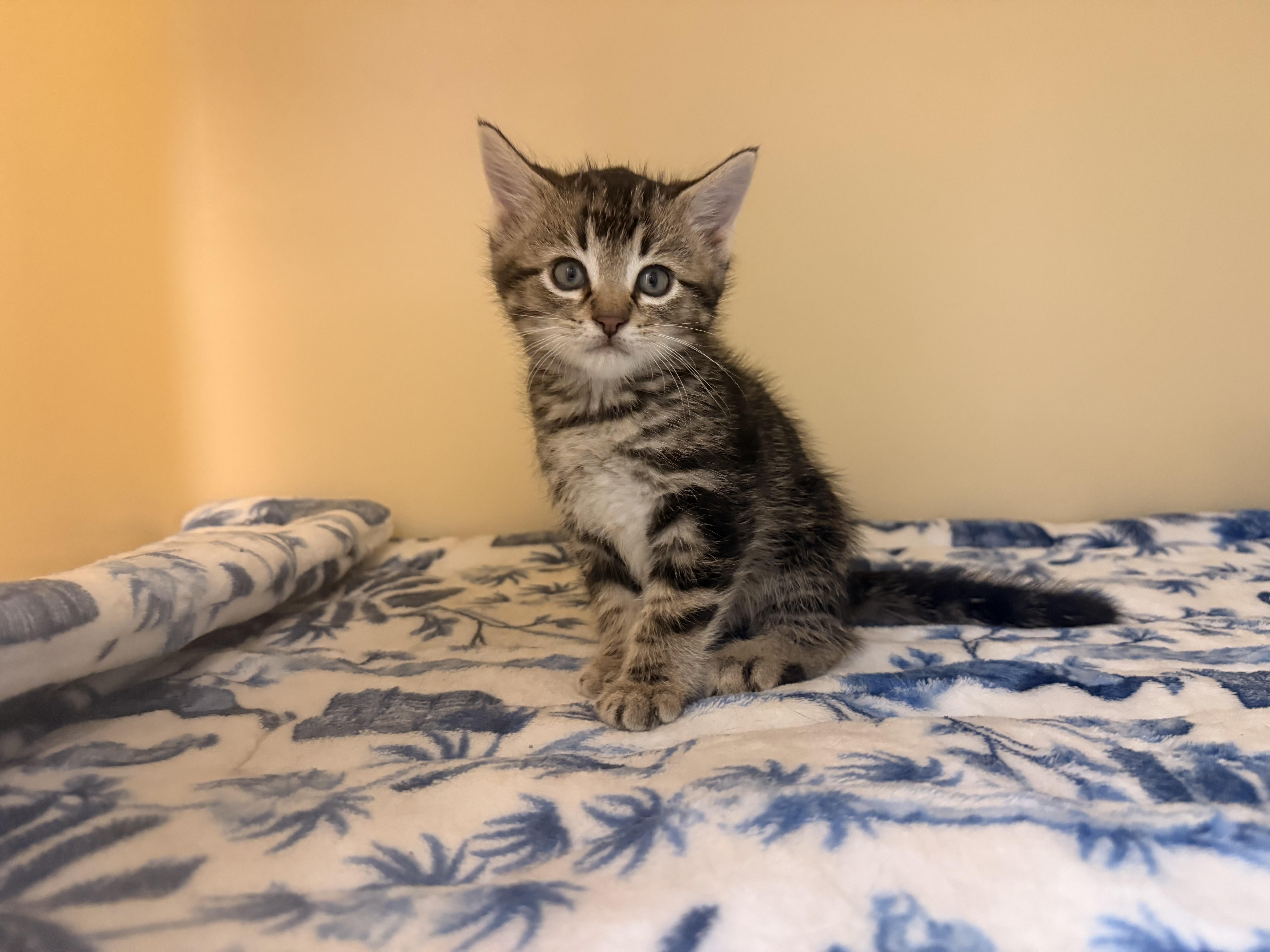 Chicken Coop Litter, an adoptable Domestic Short Hair in Hays, KS image 2/6