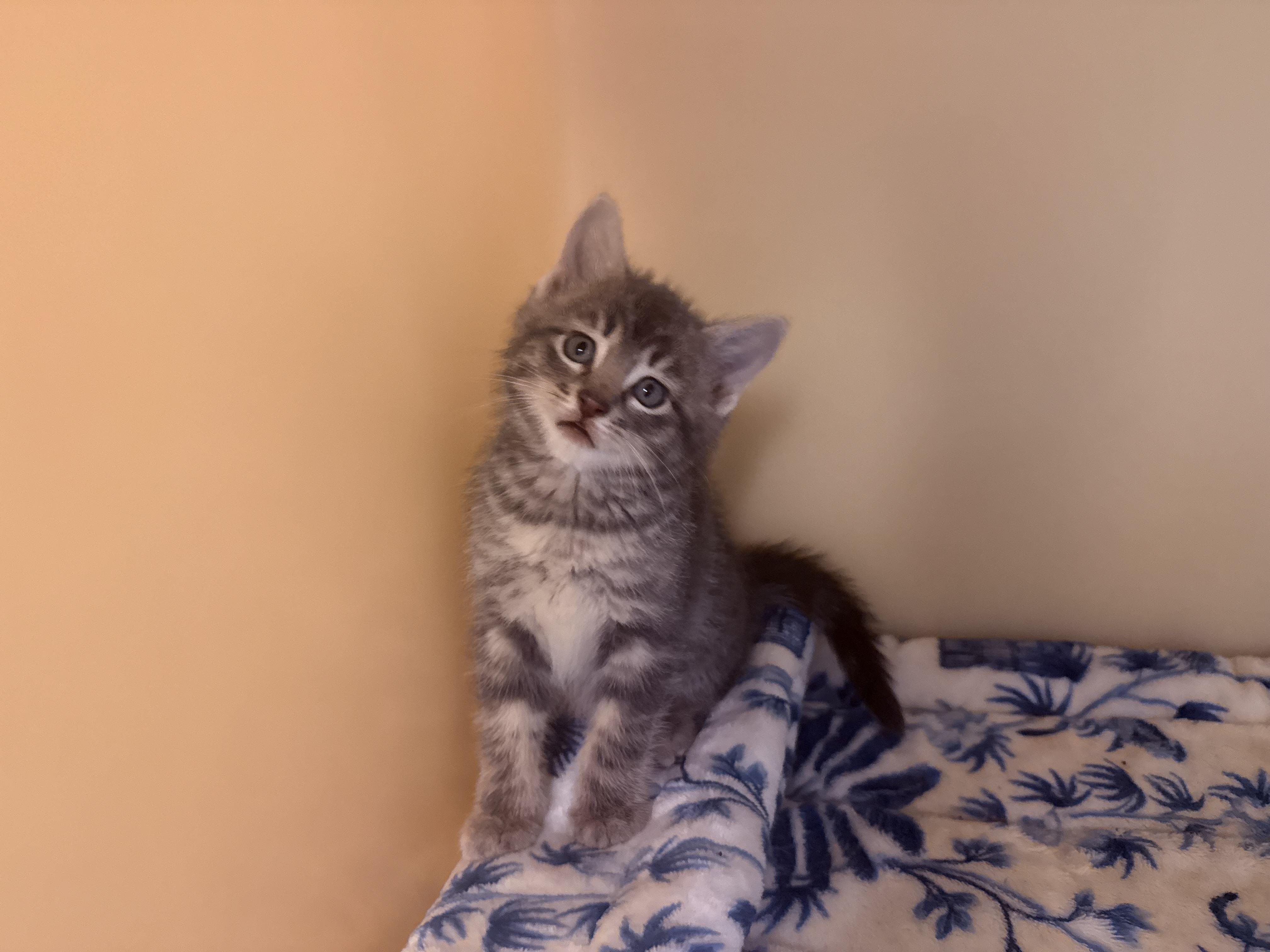 Chicken Coop Litter, an adoptable Domestic Short Hair in Hays, KS image 4/6