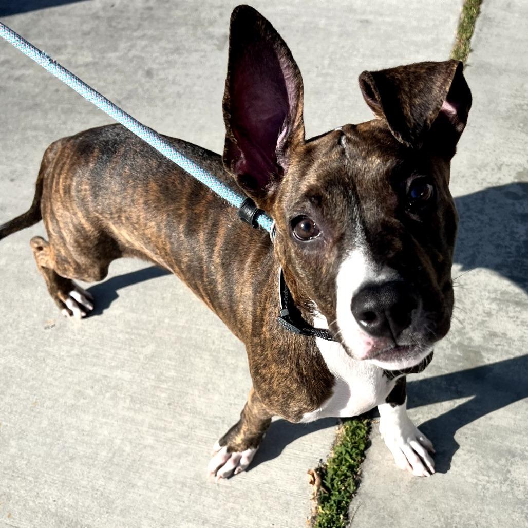 Enlarge Nico - Costa Mesa Location, a Adoptable mixed breed in Chino Hills, CA image 1/6