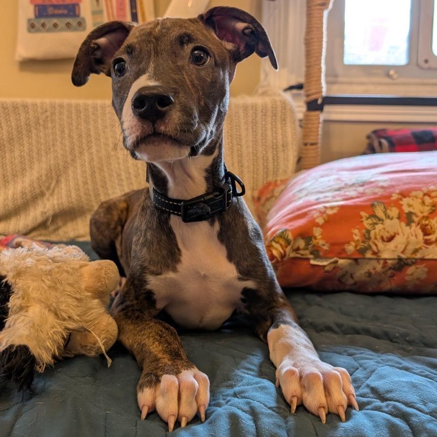 Nico - Costa Mesa Location, Adoptable, Puppy Male American Staffordshire Terrier & Doberman Pinscher.