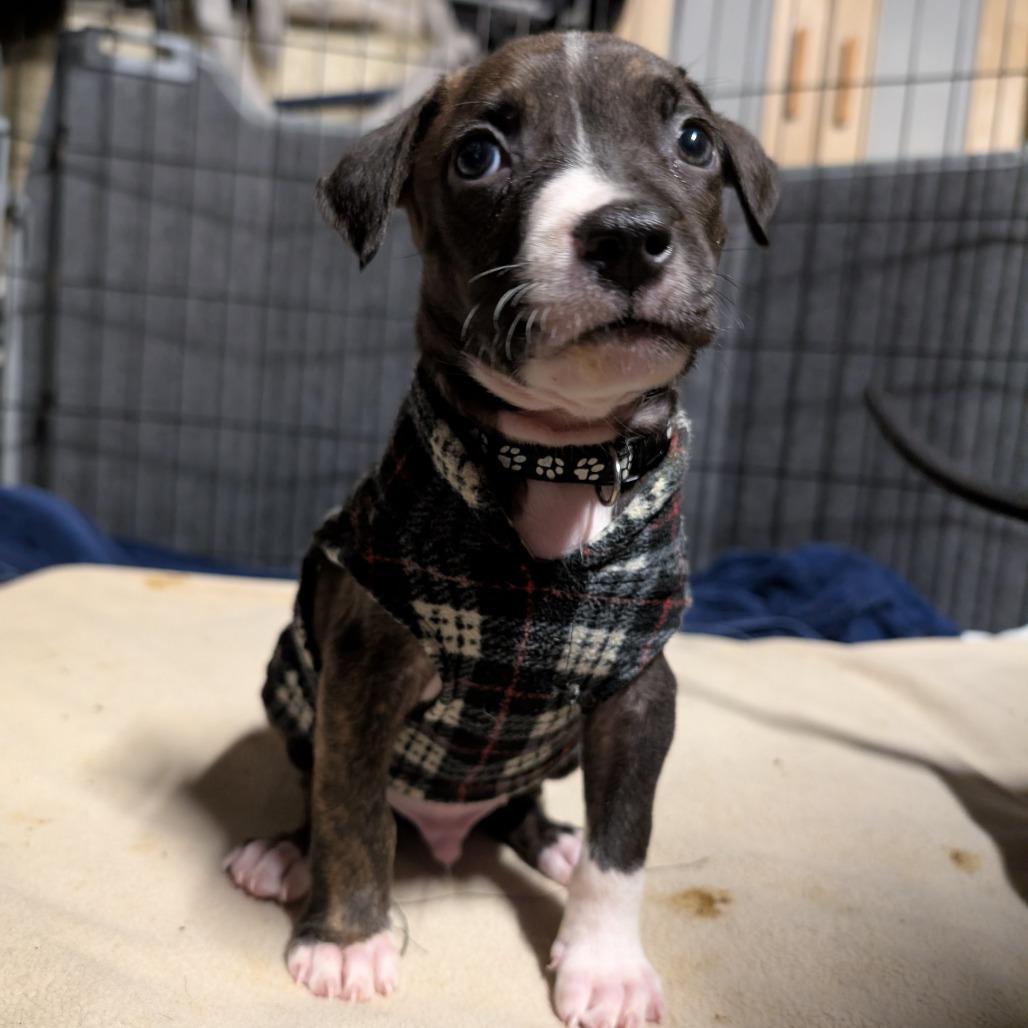 Nico -*Available 4/18*Chino Hills Location, Adoptable, Puppy Male American Staffordshire Terrier & Doberman Pinscher.