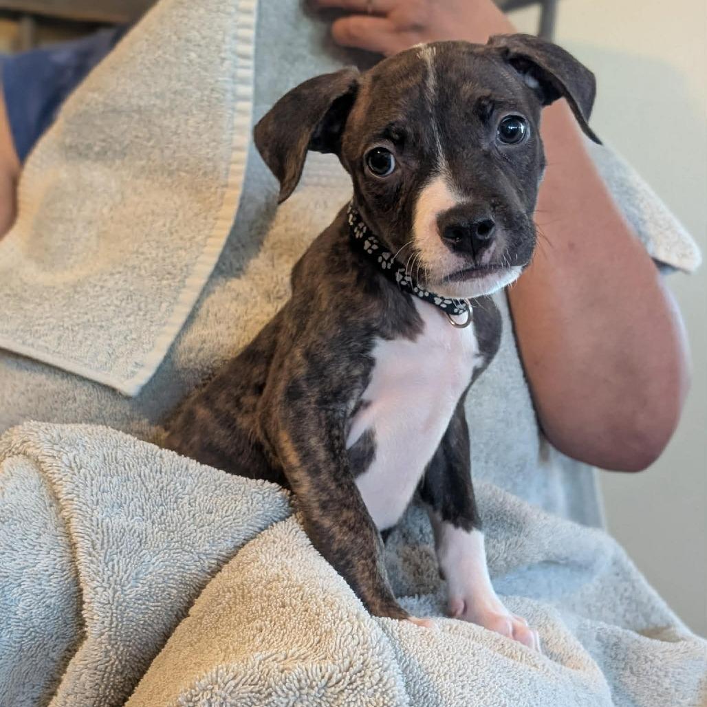 Enlarge Nico -*Available 4/18*Chino Hills Location, a Adoptable mixed breed in Chino Hills, CA image 2/4