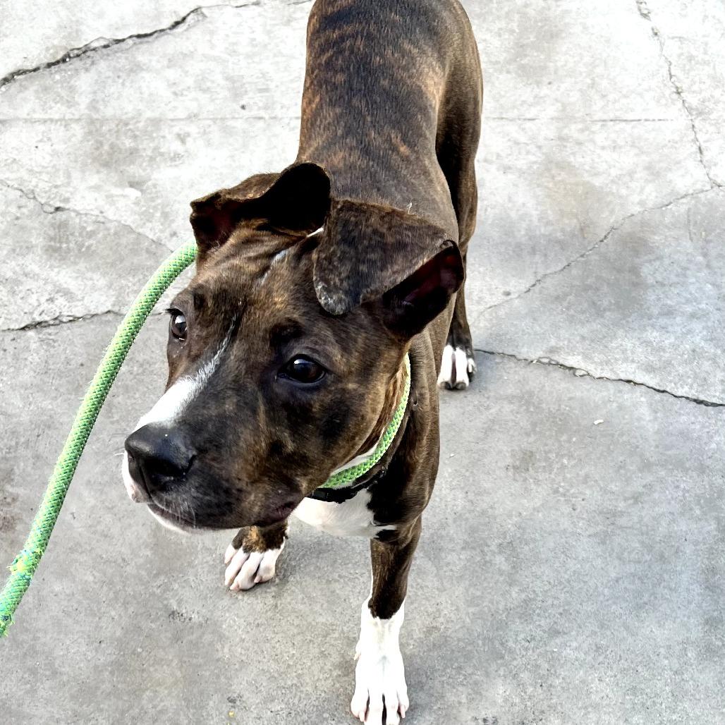 Enlarge Nico - Costa Mesa Location, a Adoptable mixed breed in Chino Hills, CA image 5/6