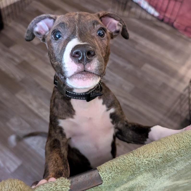 Enlarge Nico -*Available 4/25*Chino Hills Location, a Adoptable mixed breed in Chino Hills, CA image 4/4