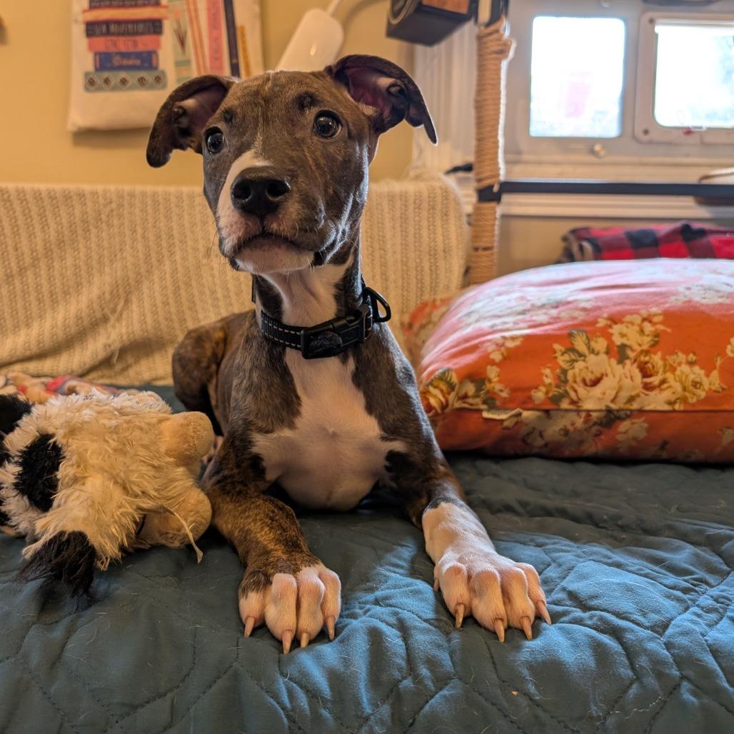 Enlarge Nico -*Available 4/18*Chino Hills Location, a Adoptable mixed breed in Chino Hills, CA image 3/4