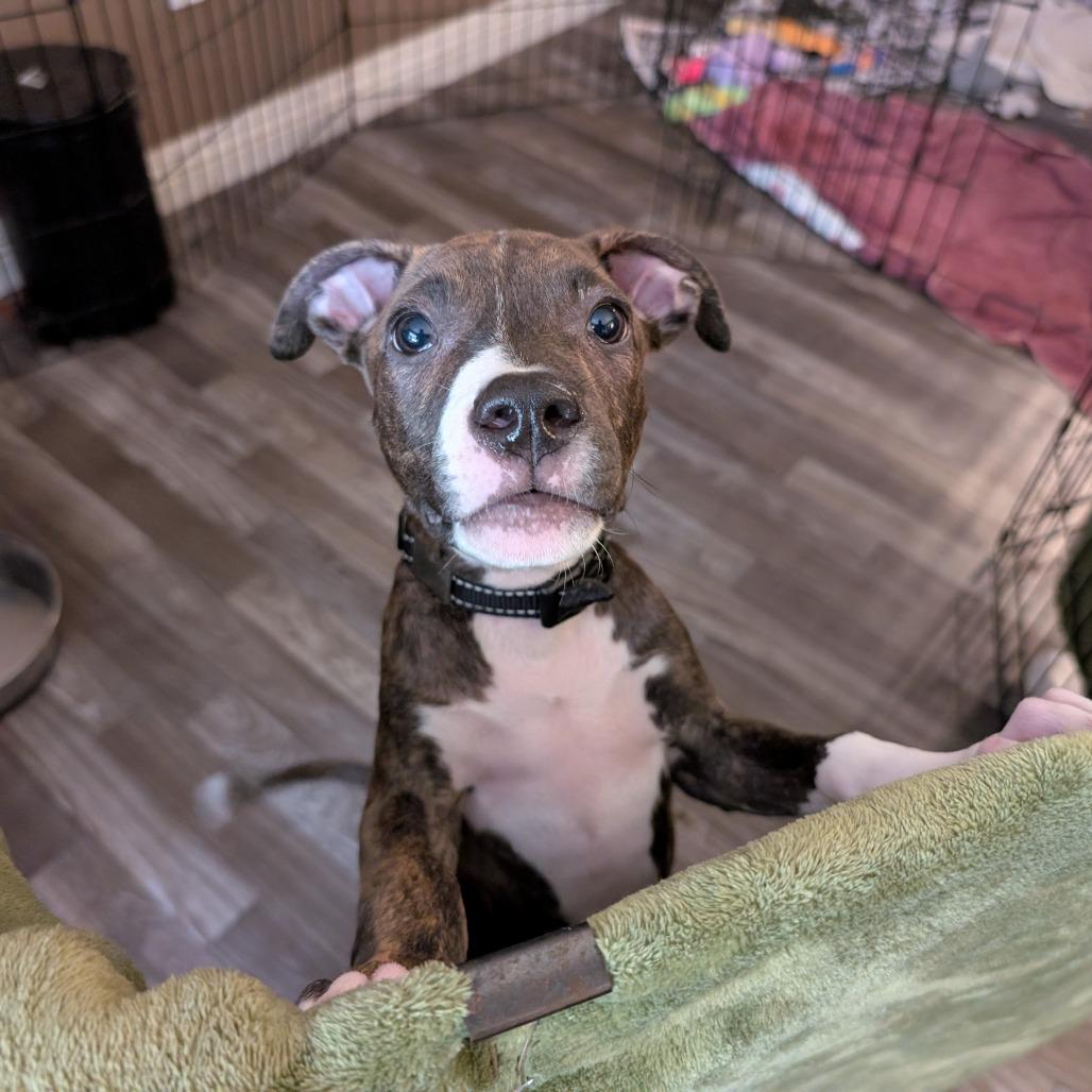 Enlarge Nico -*Available 4/18*Chino Hills Location, a Adoptable mixed breed in Chino Hills, CA image 4/4