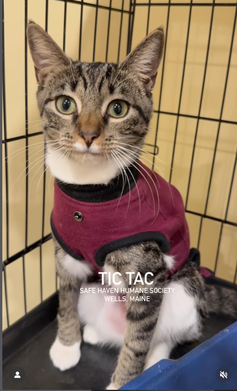 Enlarge TicTac and Skittles, an adoptable Domestic Short Hair in Wells, ME image 1/3