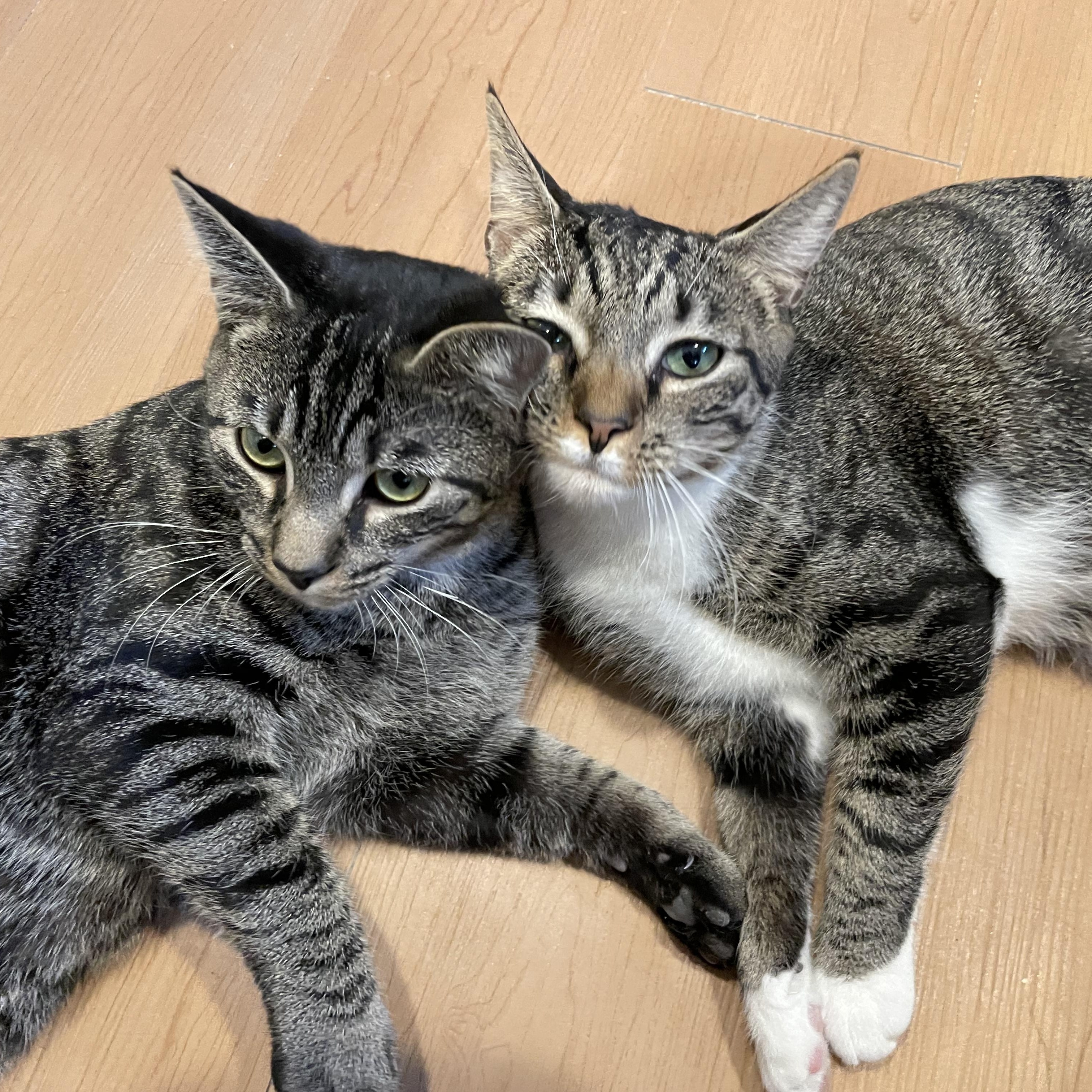 Enlarge TicTac and Skittles, an adoptable Domestic Short Hair in Wells, ME image 2/5