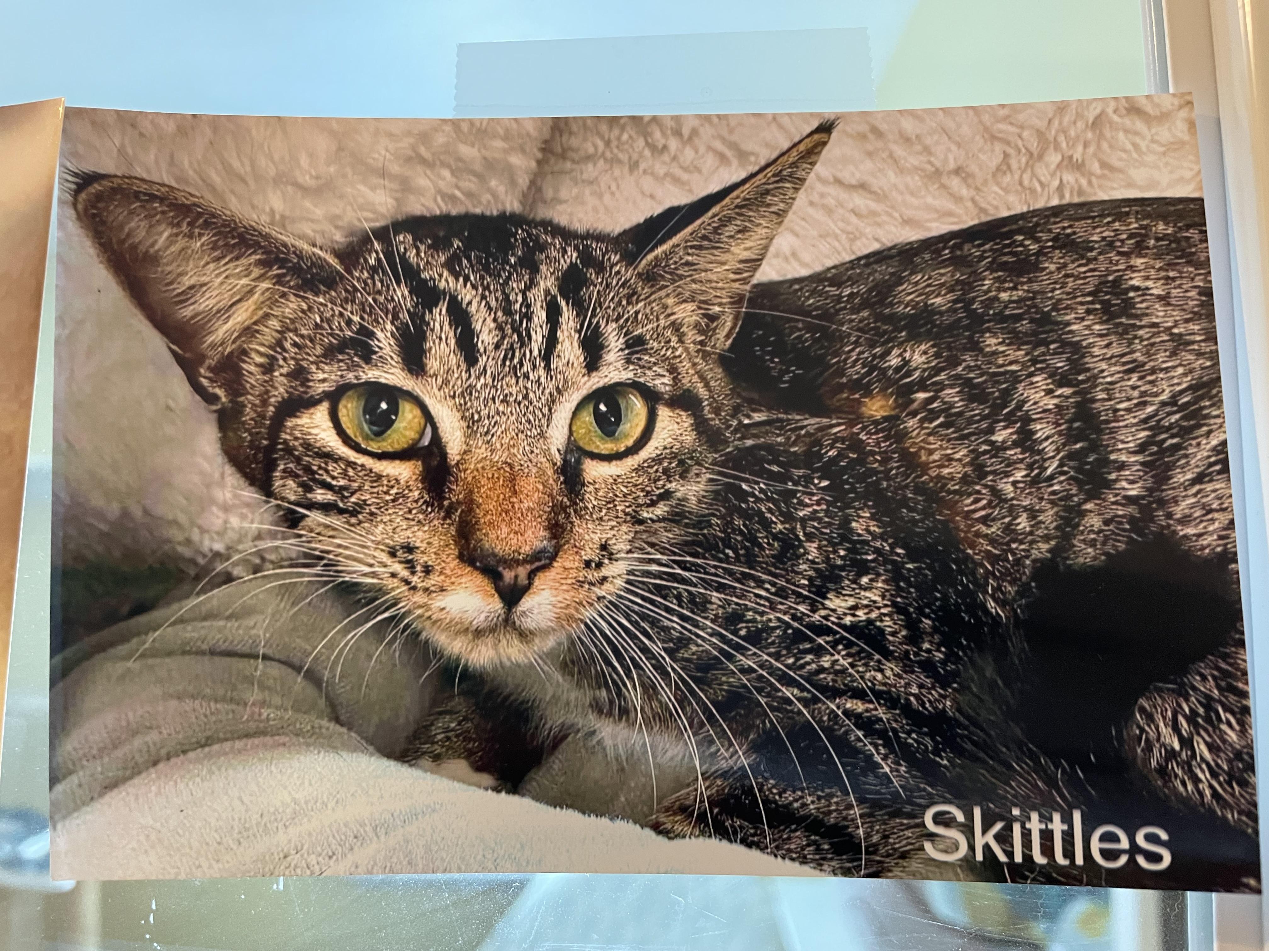 Enlarge TicTac and Skittles, an adoptable Domestic Short Hair in Wells, ME image 2/3