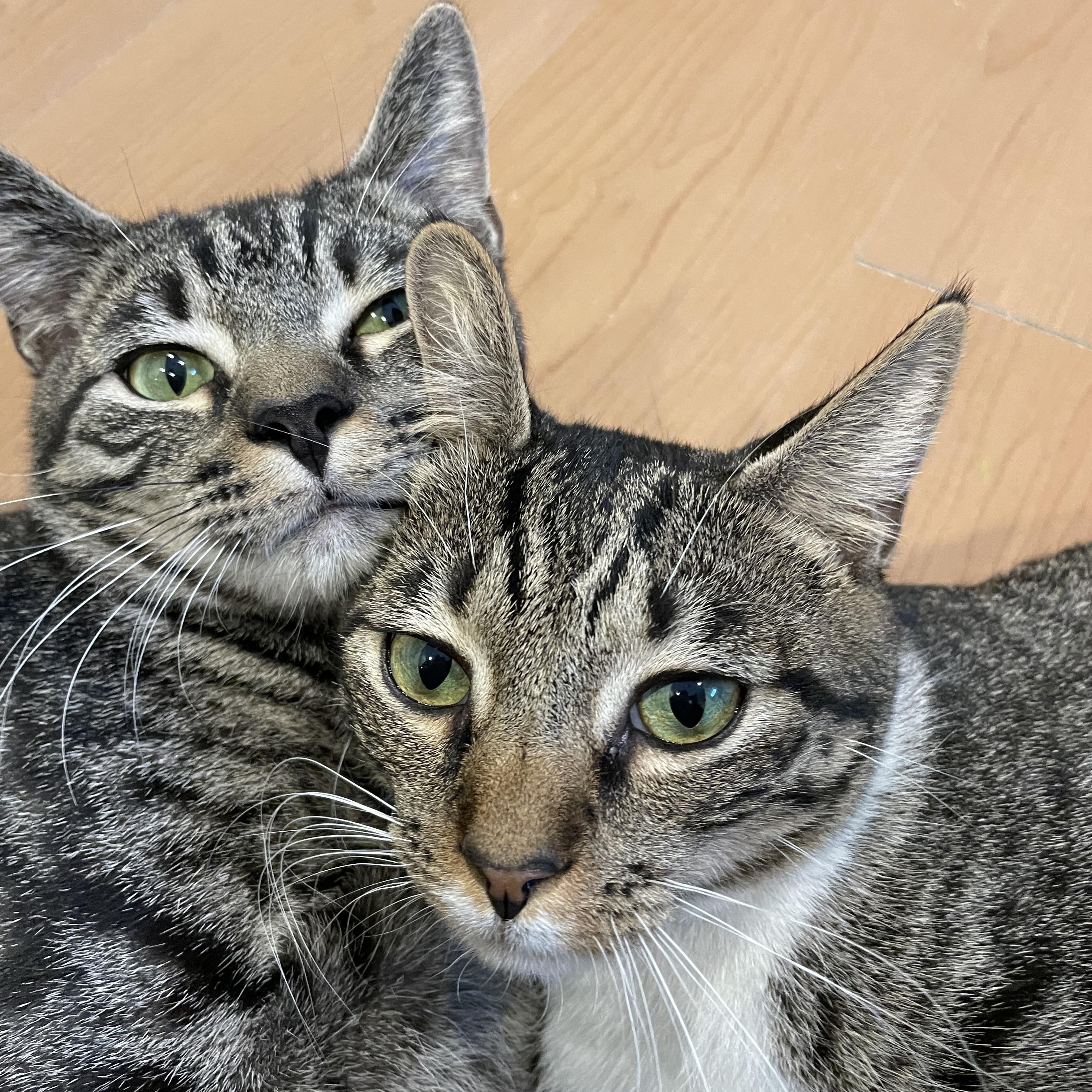 Enlarge TicTac and Skittles, an adoptable Domestic Short Hair in Wells, ME image 1/5