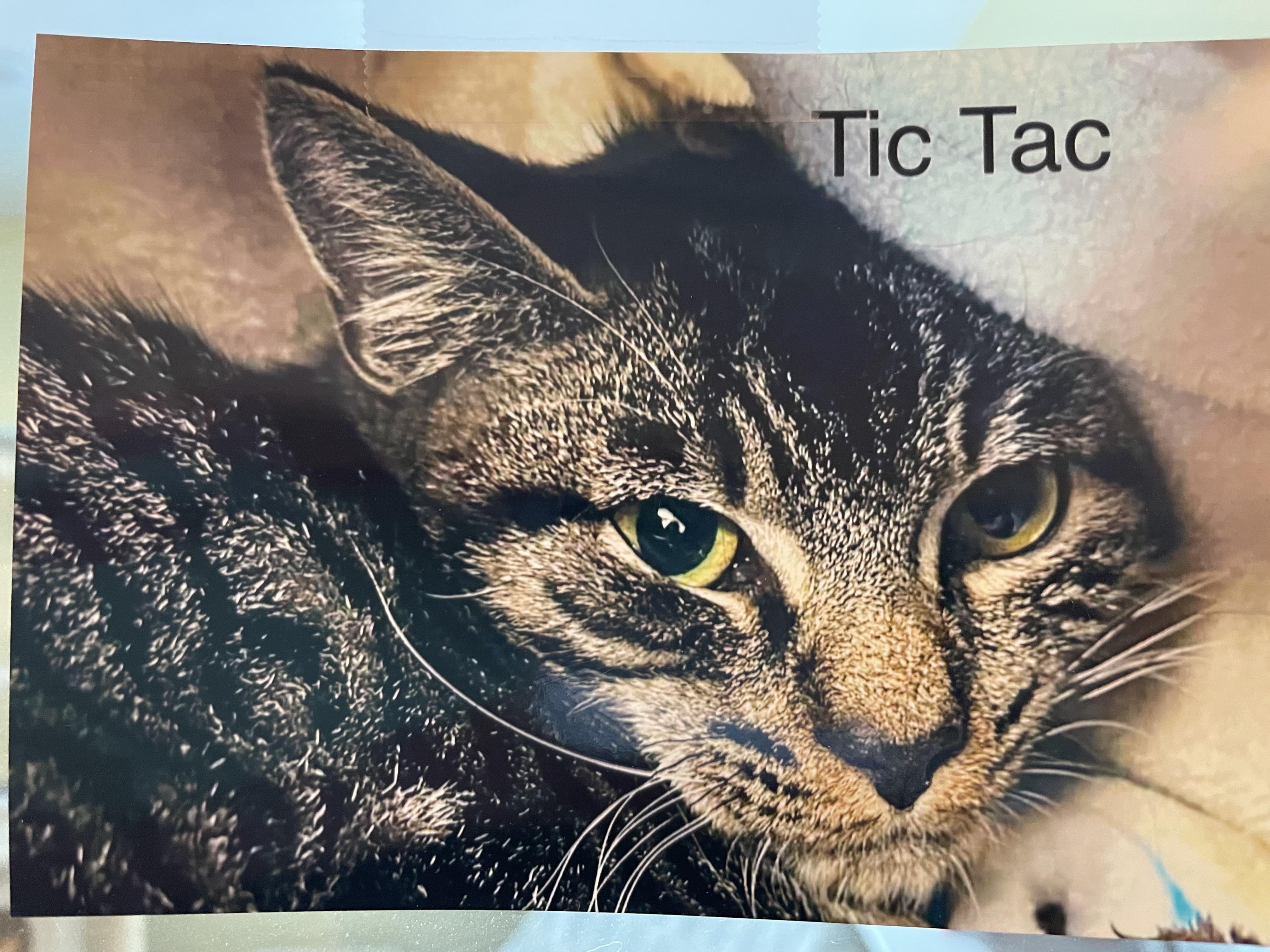 Enlarge TicTac and Skittles, an adoptable Domestic Short Hair in Wells, ME image 3/3