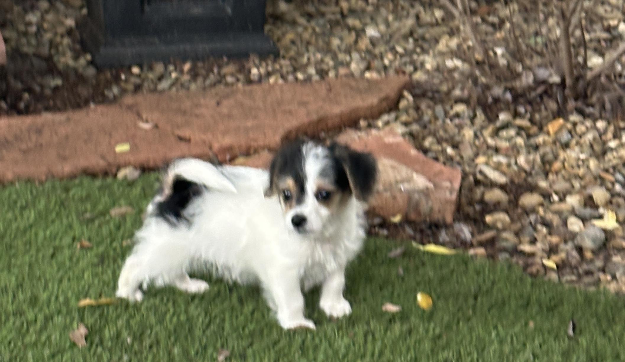 Jack Hardy, an adopted mixed breed in Penryn, CA image 1/2