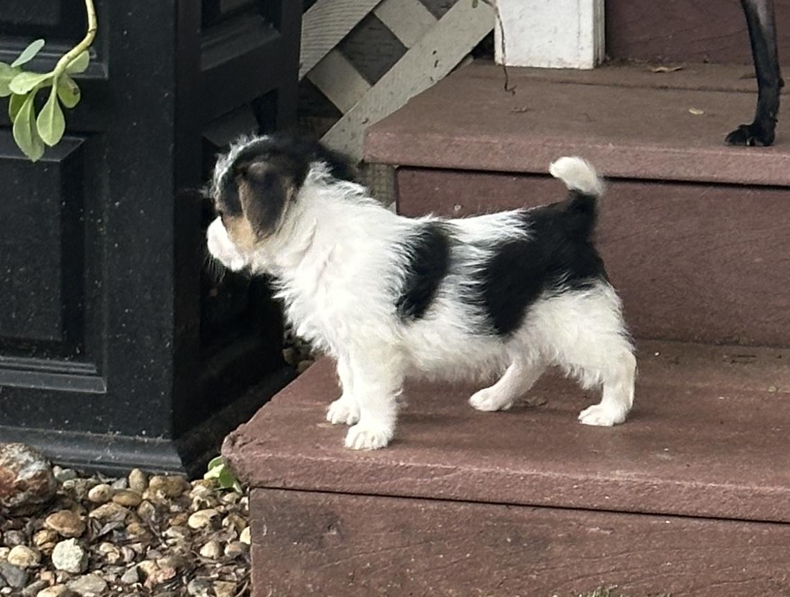 Jack Hardy, an adopted mixed breed in Penryn, CA image 2/2
