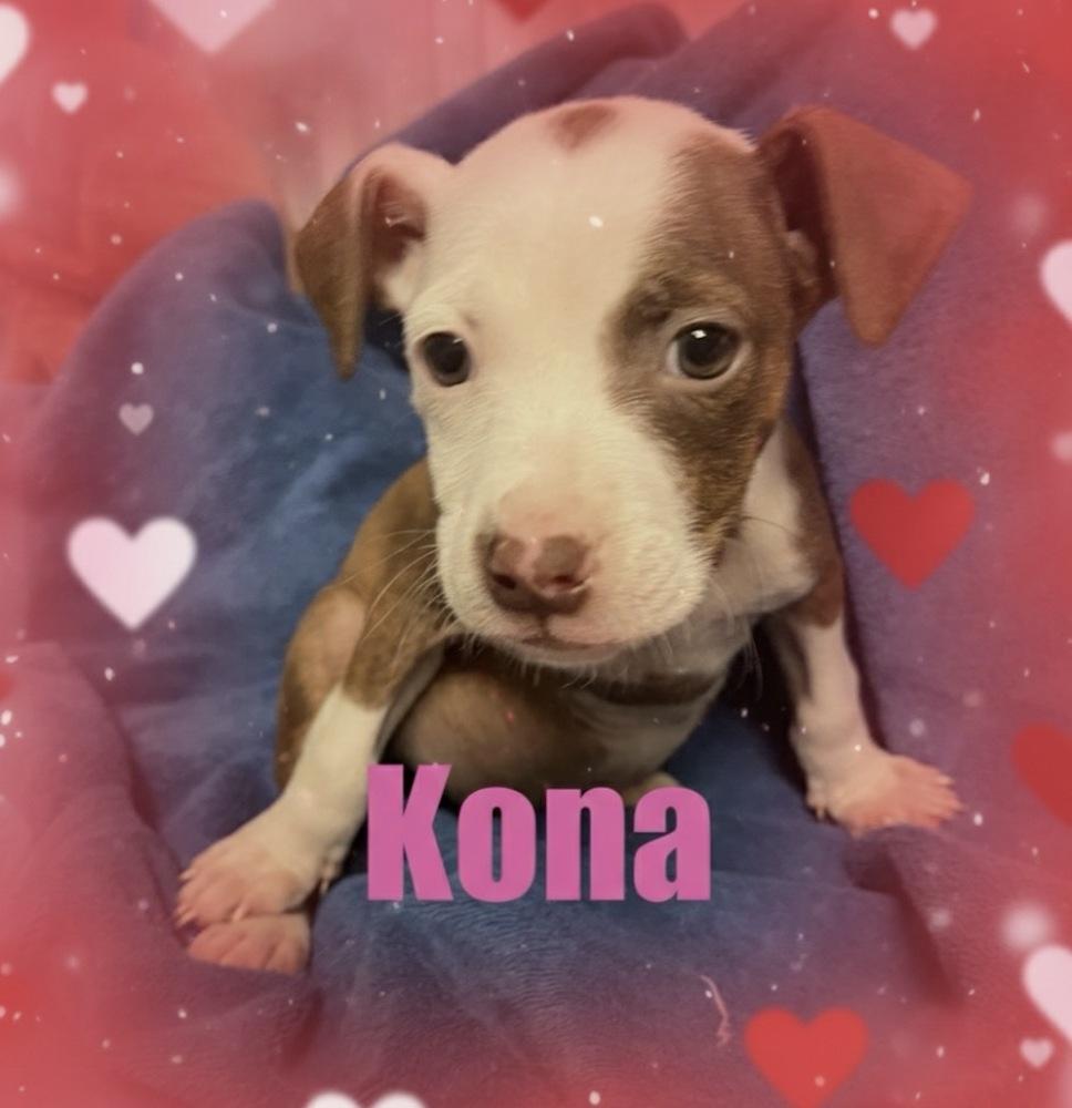Enlarge Kona, a Adoptable mixed breed in Irwin, PA image 1/1