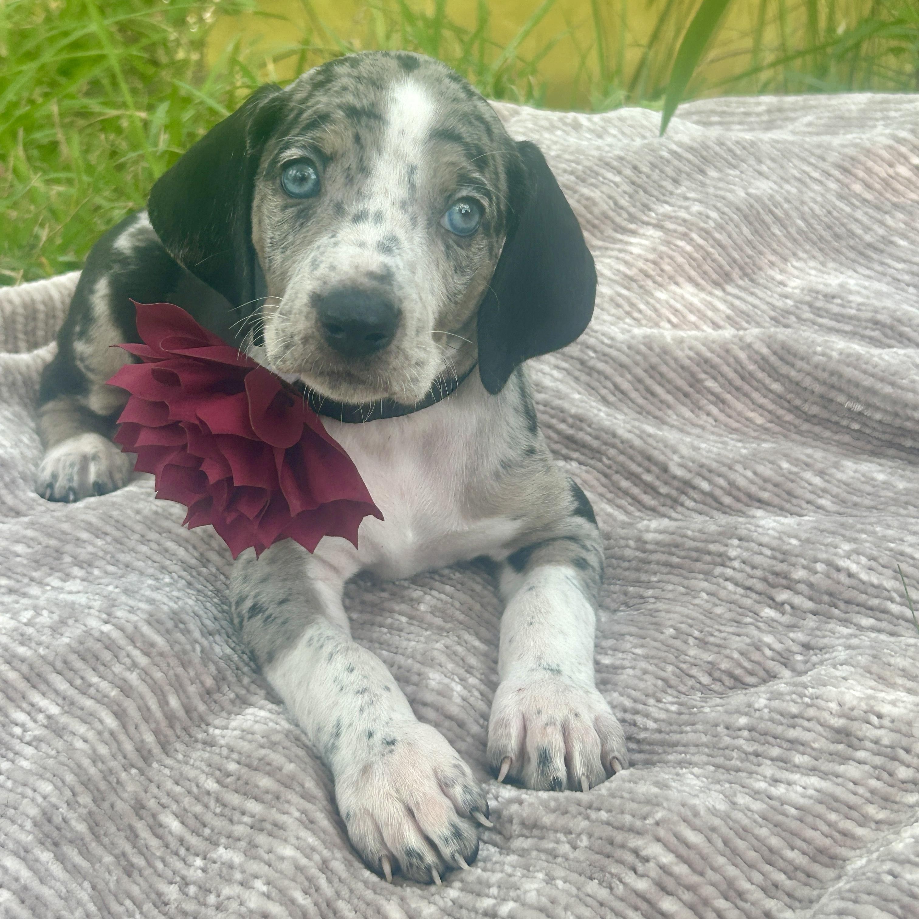 Meet June - Sweet as Southern Tea Sharp as a Tack This pup is a proud member of the Southern