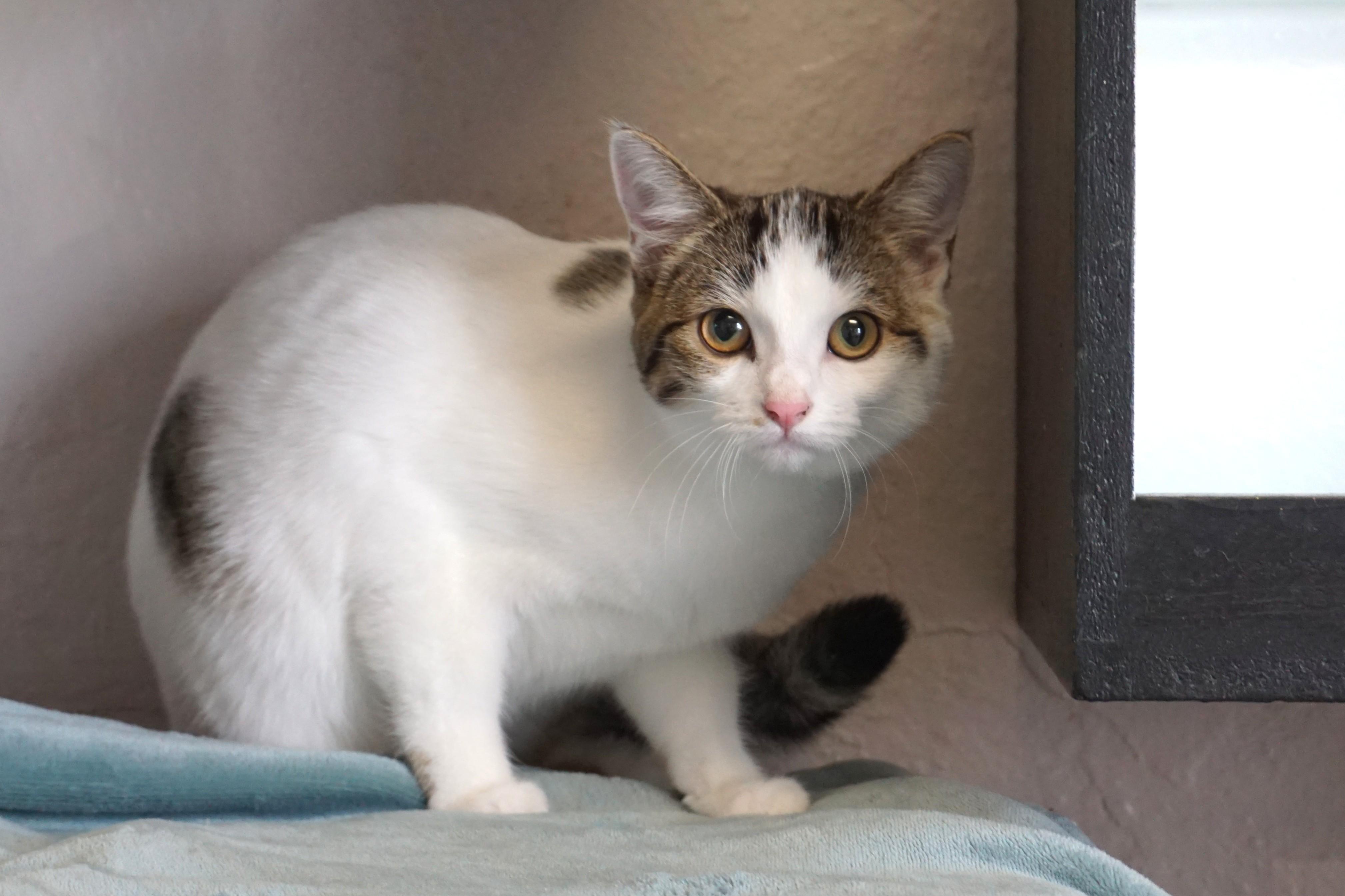 Ingrid, an adopted Domestic Medium Hair in Fountain Hills, AZ image 2/4