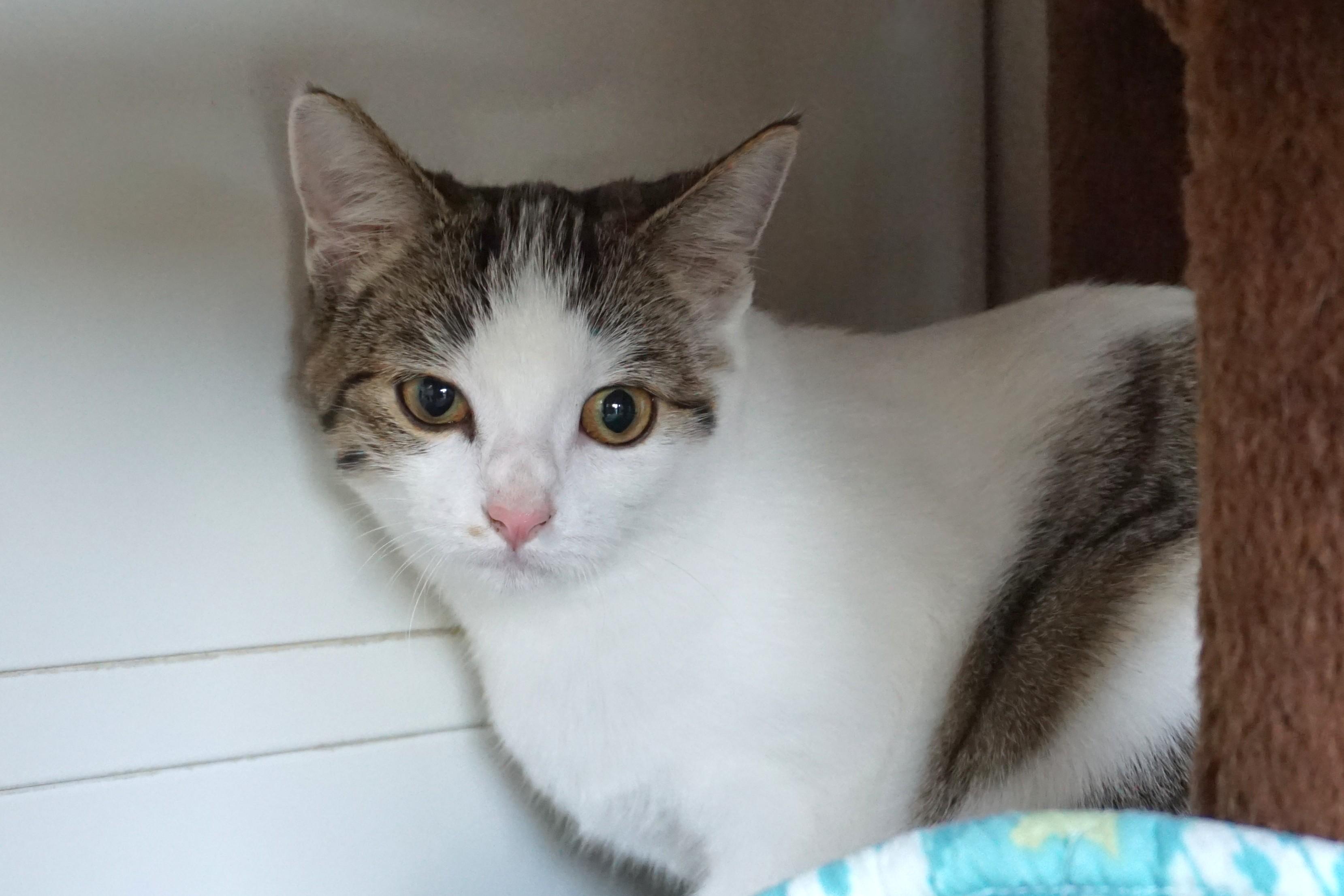 Ingrid, an adopted Domestic Medium Hair in Fountain Hills, AZ image 3/4