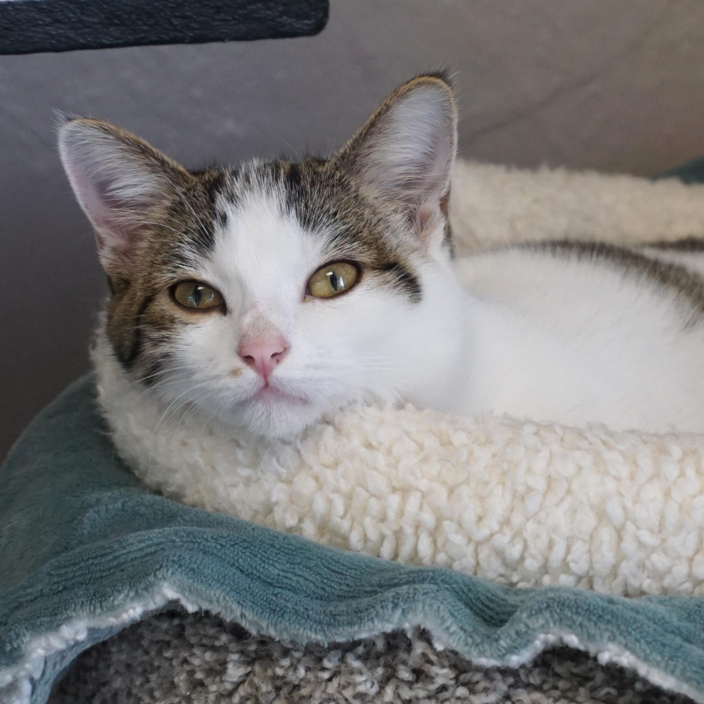 Ingrid, adopted, Kitten Female Domestic Medium Hair.