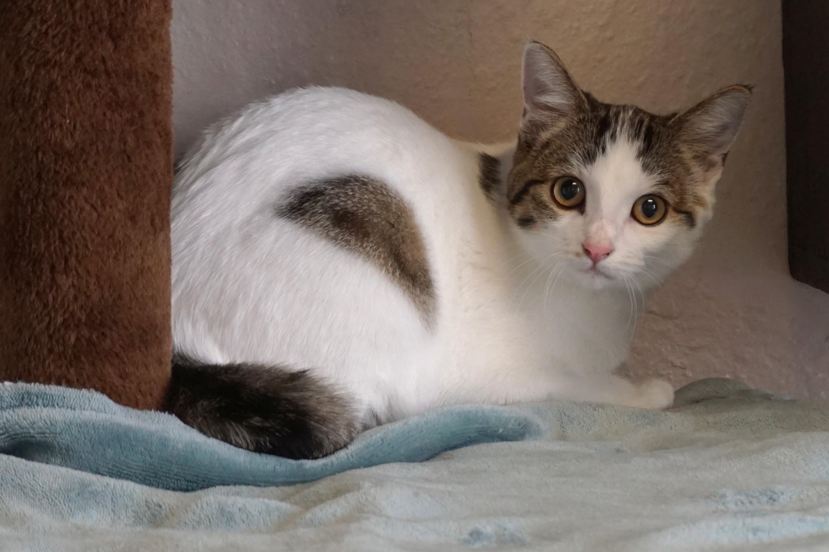 Ingrid, an adopted Domestic Medium Hair in Fountain Hills, AZ image 4/4