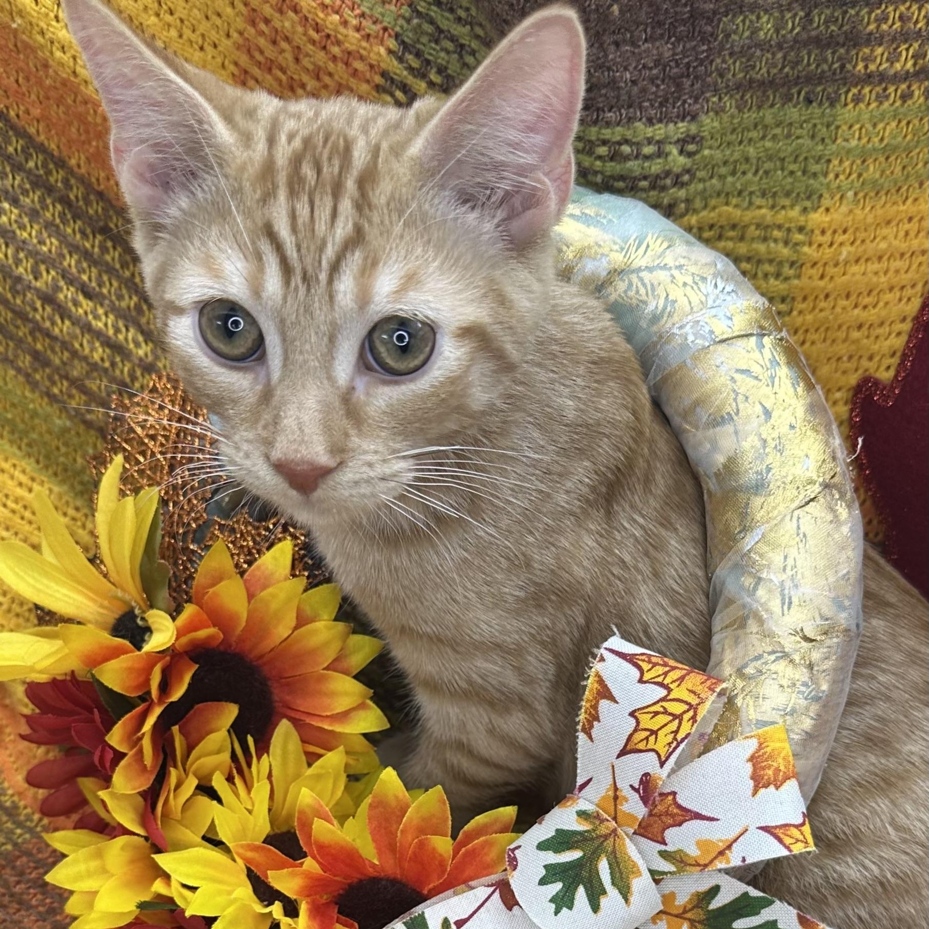 Enlarge Saturn, a Adoptable mixed breed in Mount Vernon, IL image 4/6