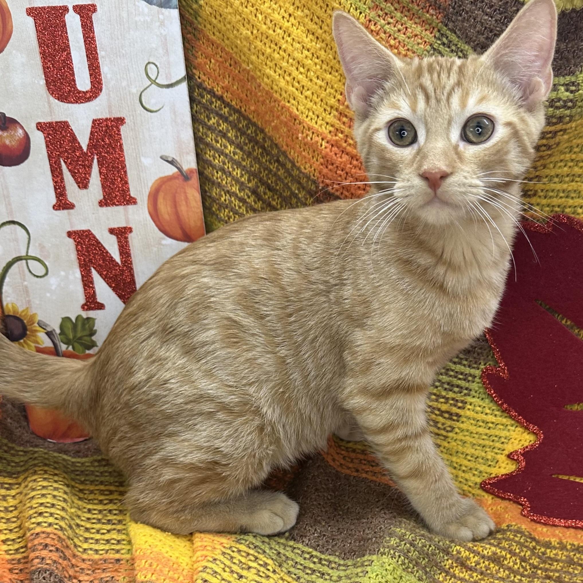 Enlarge Saturn, a Adoptable mixed breed in Mount Vernon, IL image 2/6