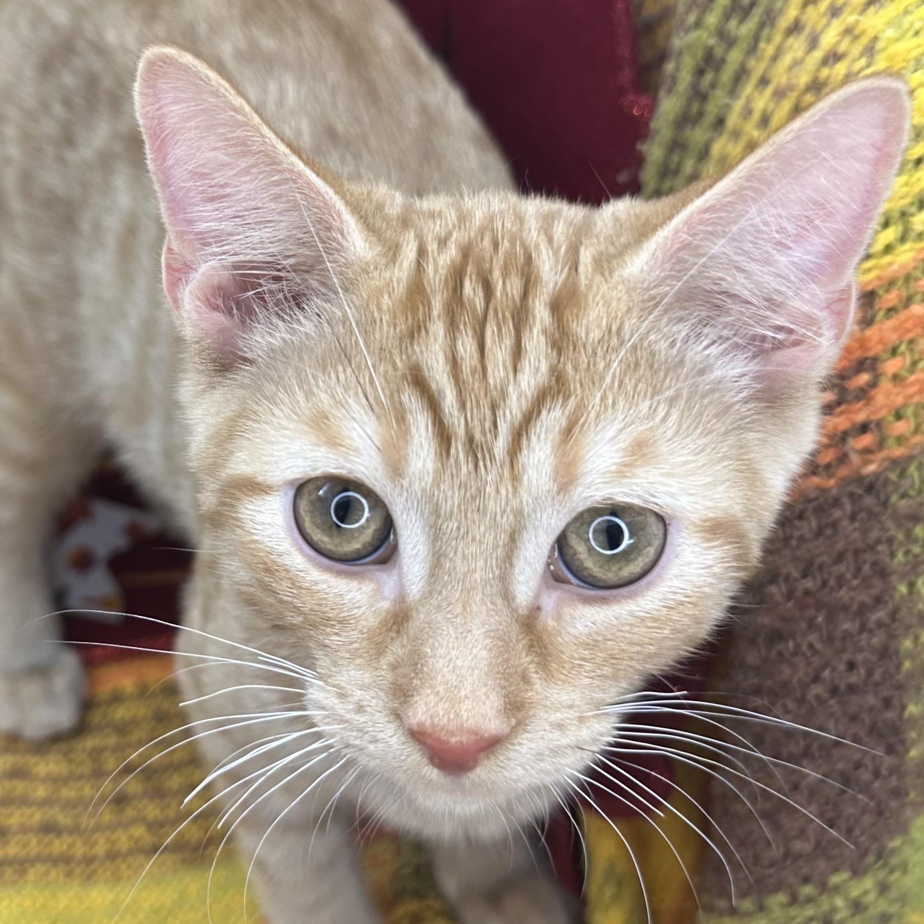 Enlarge Saturn, a Adoptable mixed breed in Mount Vernon, IL image 5/6