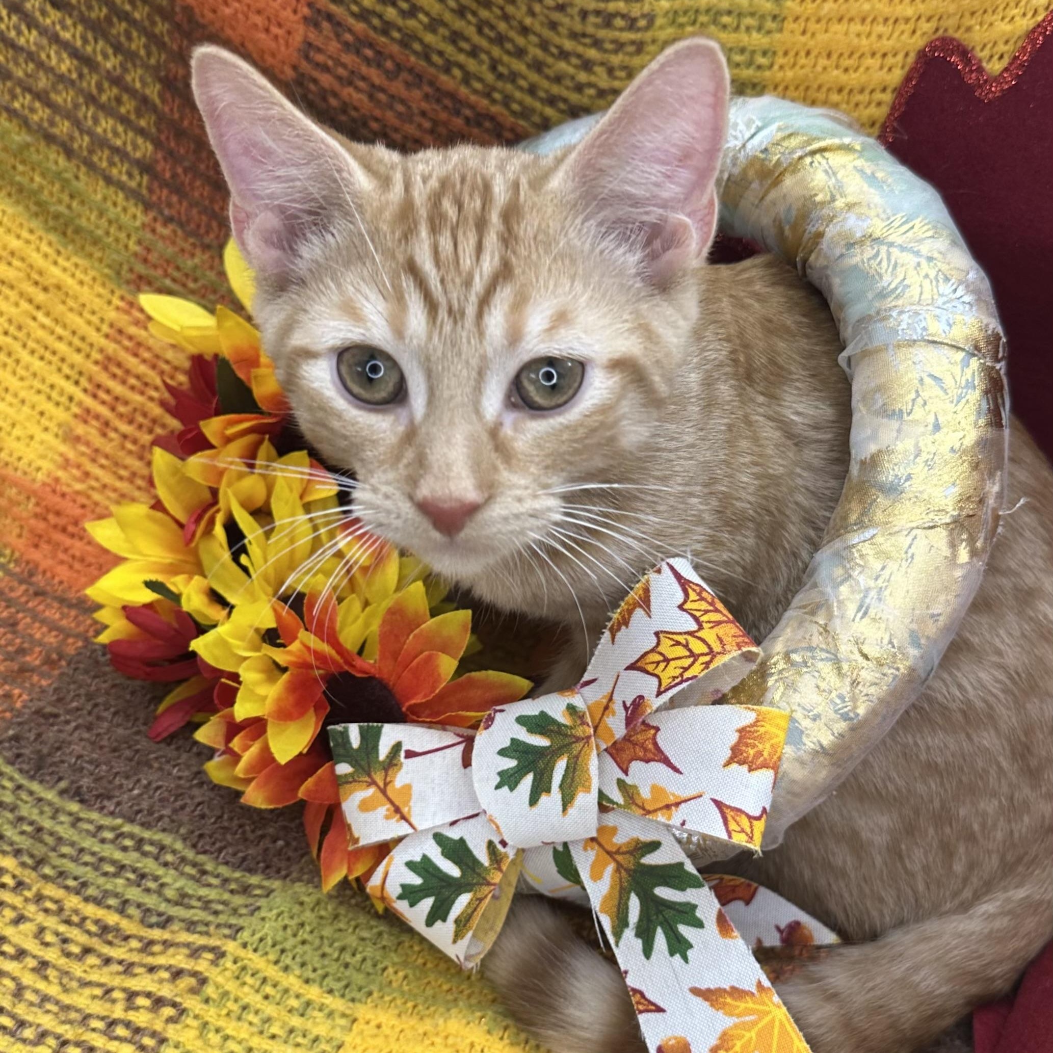 Saturn, Adoptable, Kitten Male American Wirehair & American Shorthair.