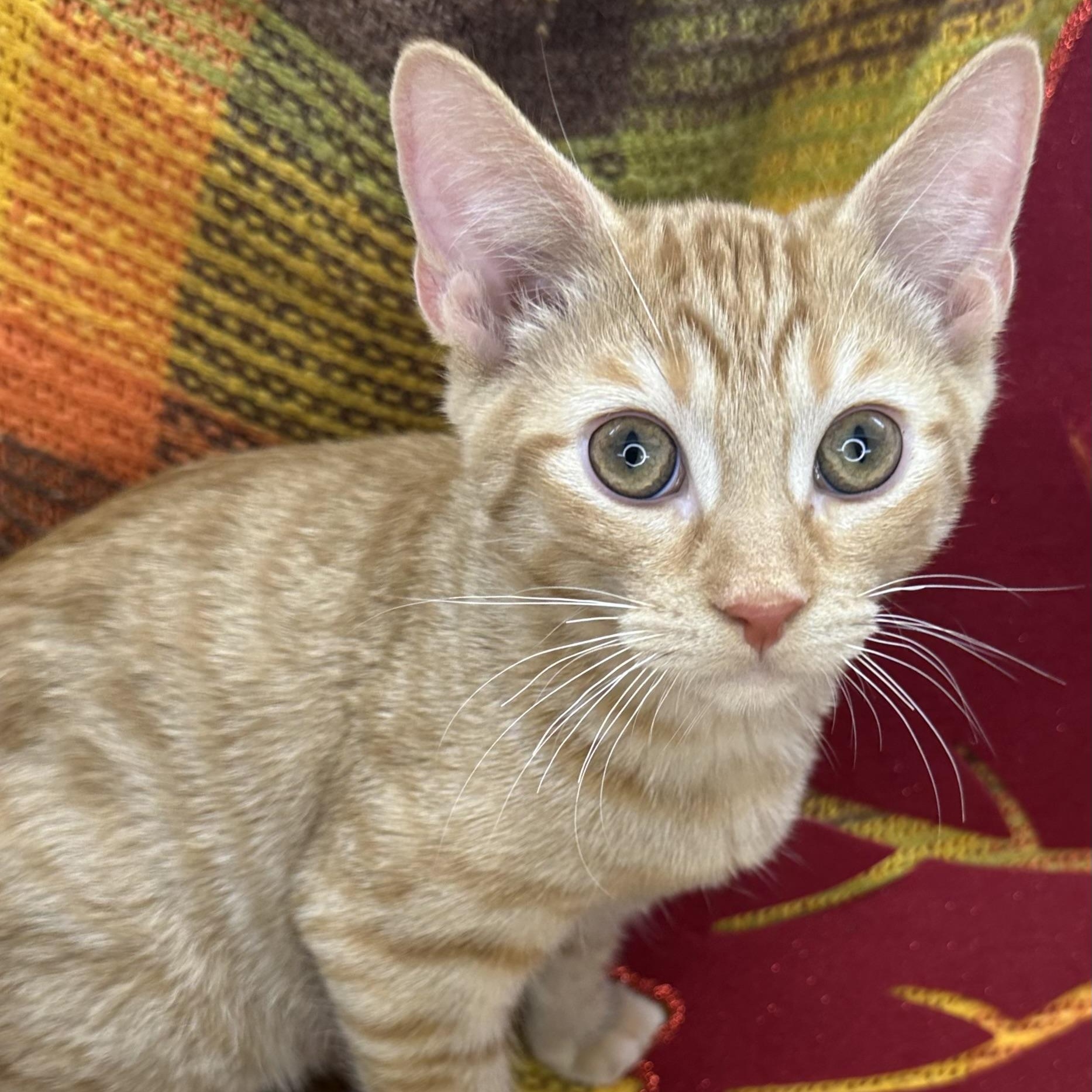 Enlarge Saturn, a Adoptable mixed breed in Mount Vernon, IL image 3/6