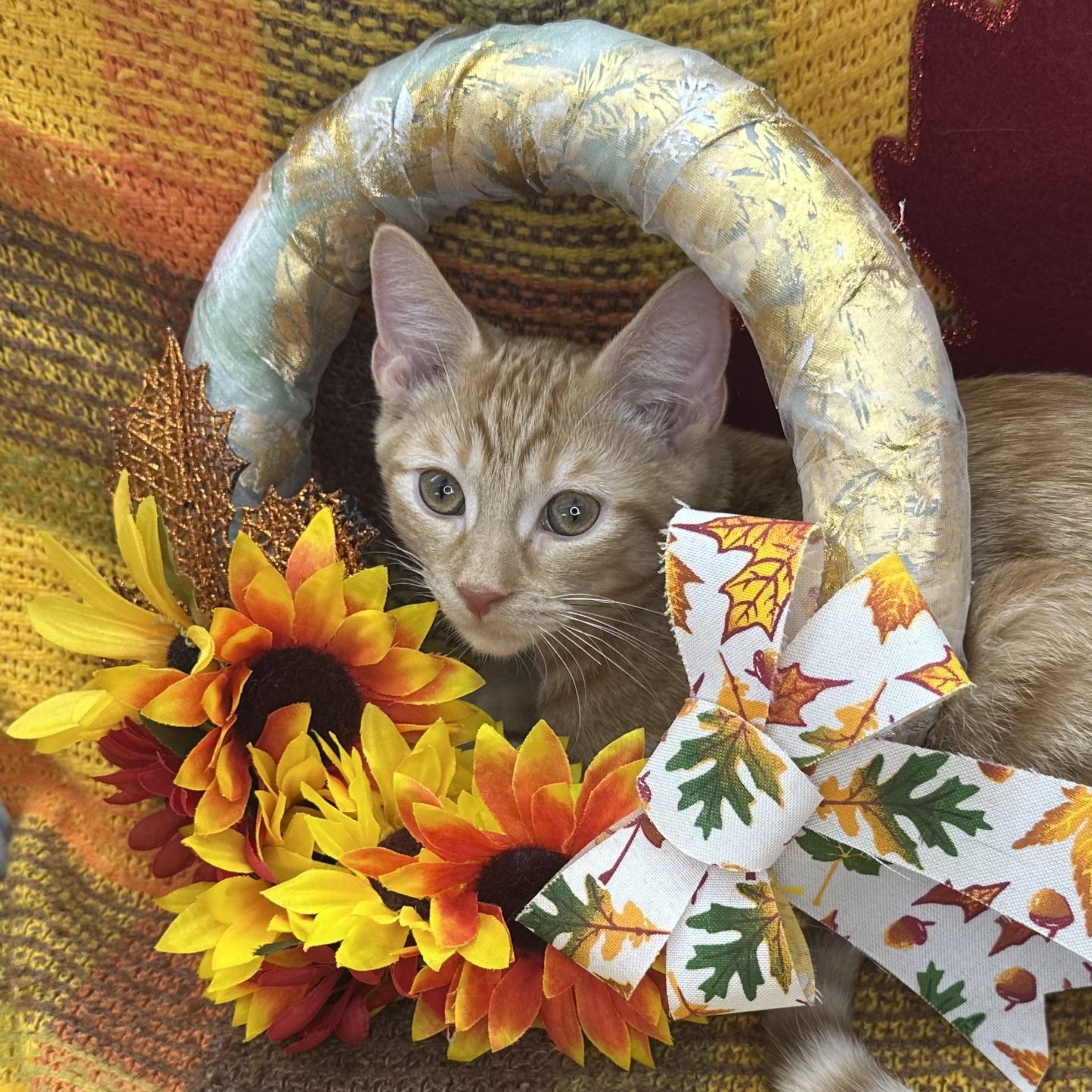 Enlarge Saturn, a Adoptable mixed breed in Mount Vernon, IL image 6/6